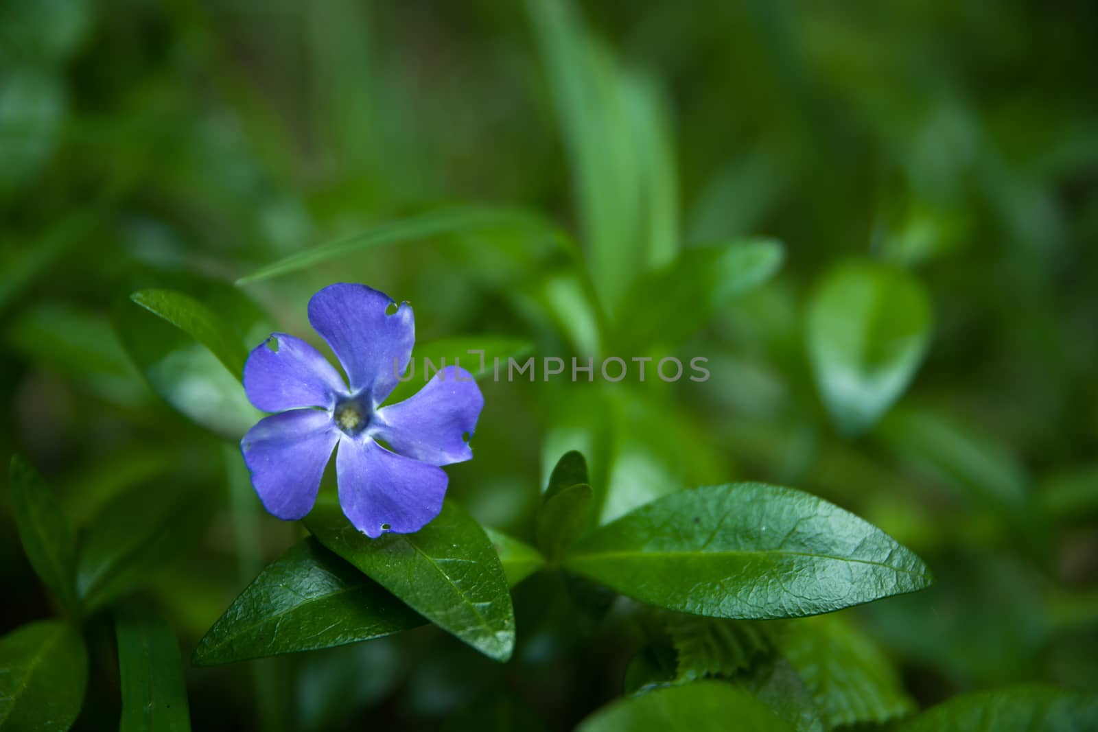 One blue periwinkle flower in green leaves, summer view