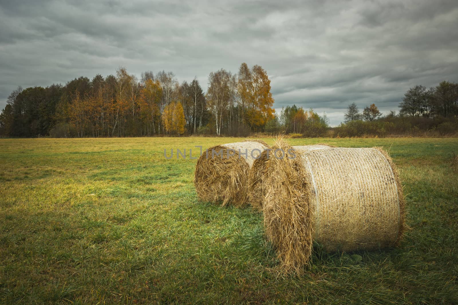 Hay bales in the meadow, trees on the horizon and cloudy sky, autumn landscape