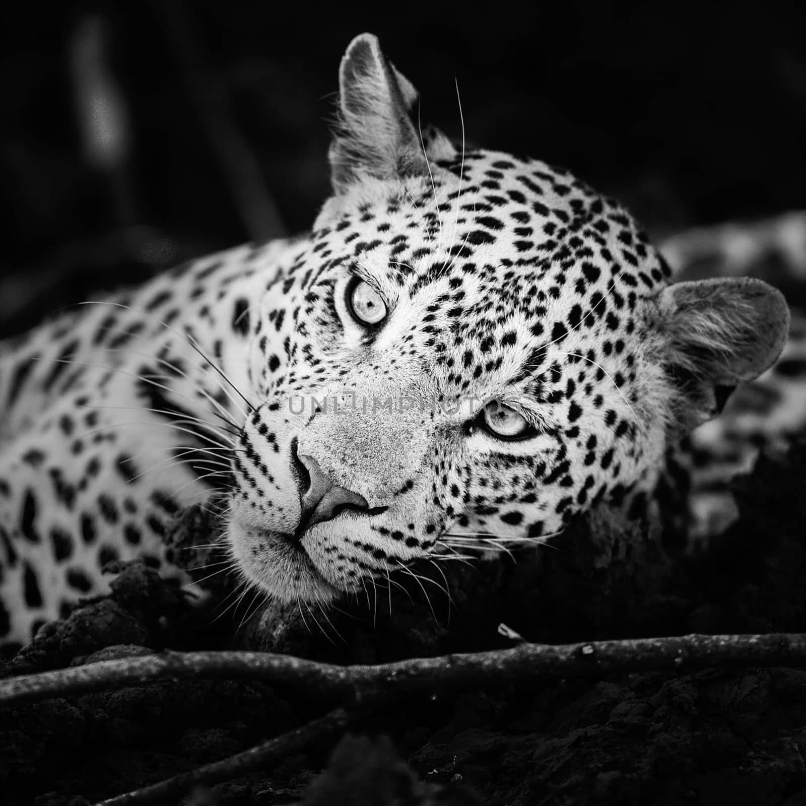 Beautiful pictures of Wildlife by TravelSync27