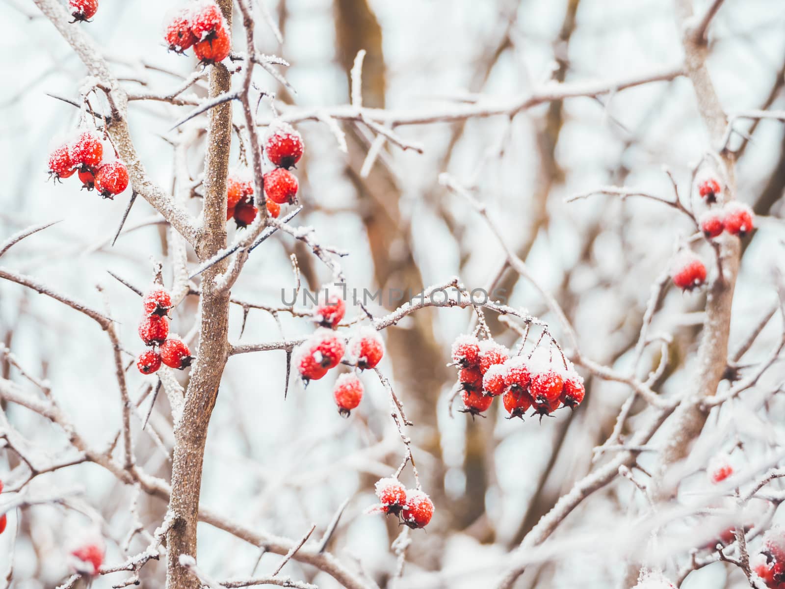 Hawthorn branches with red berries covered with frost. Frozen be by aksenovko