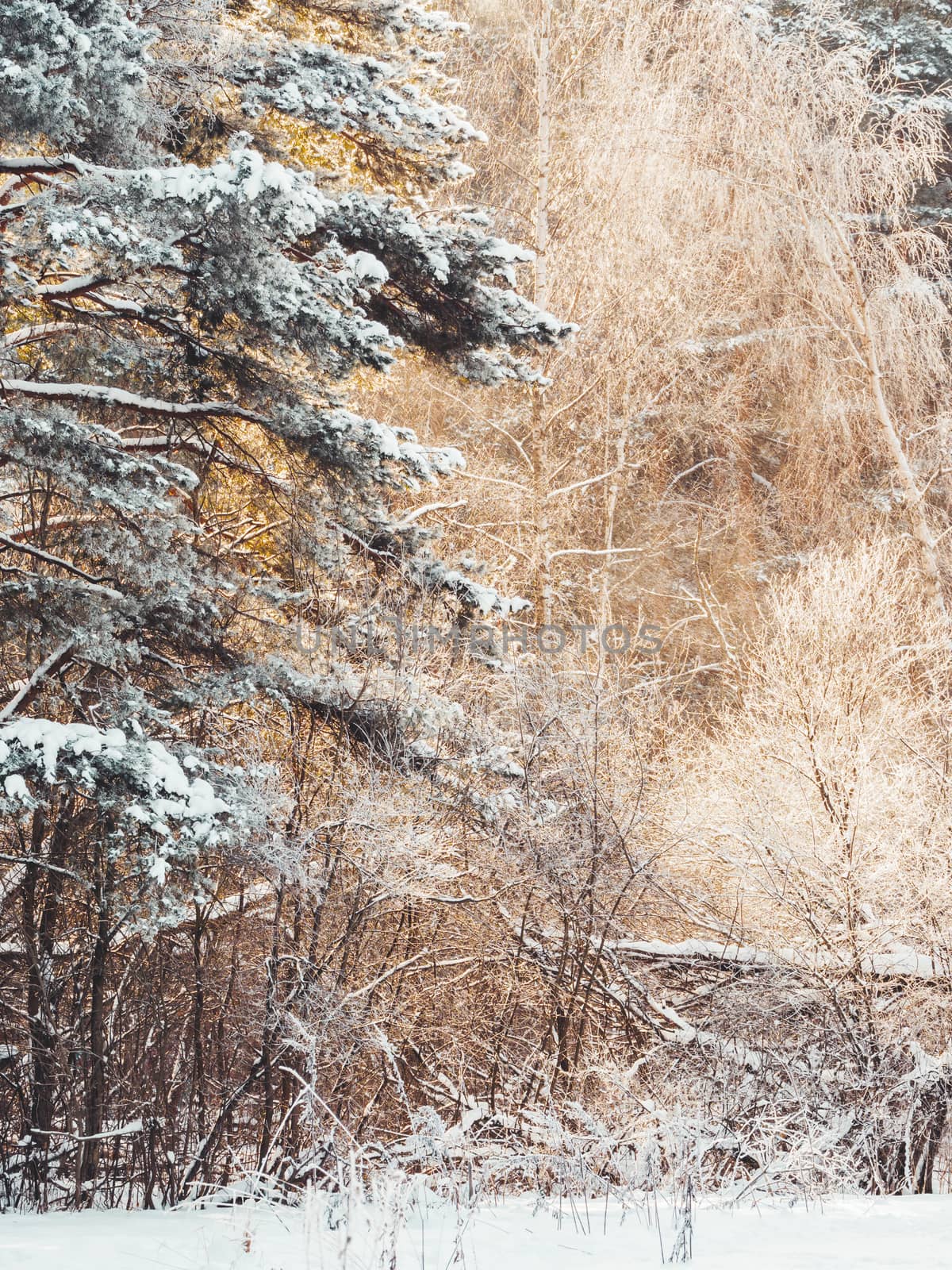 Winter in forest. Snowy weather in wood at sunny day. Pine trees by aksenovko