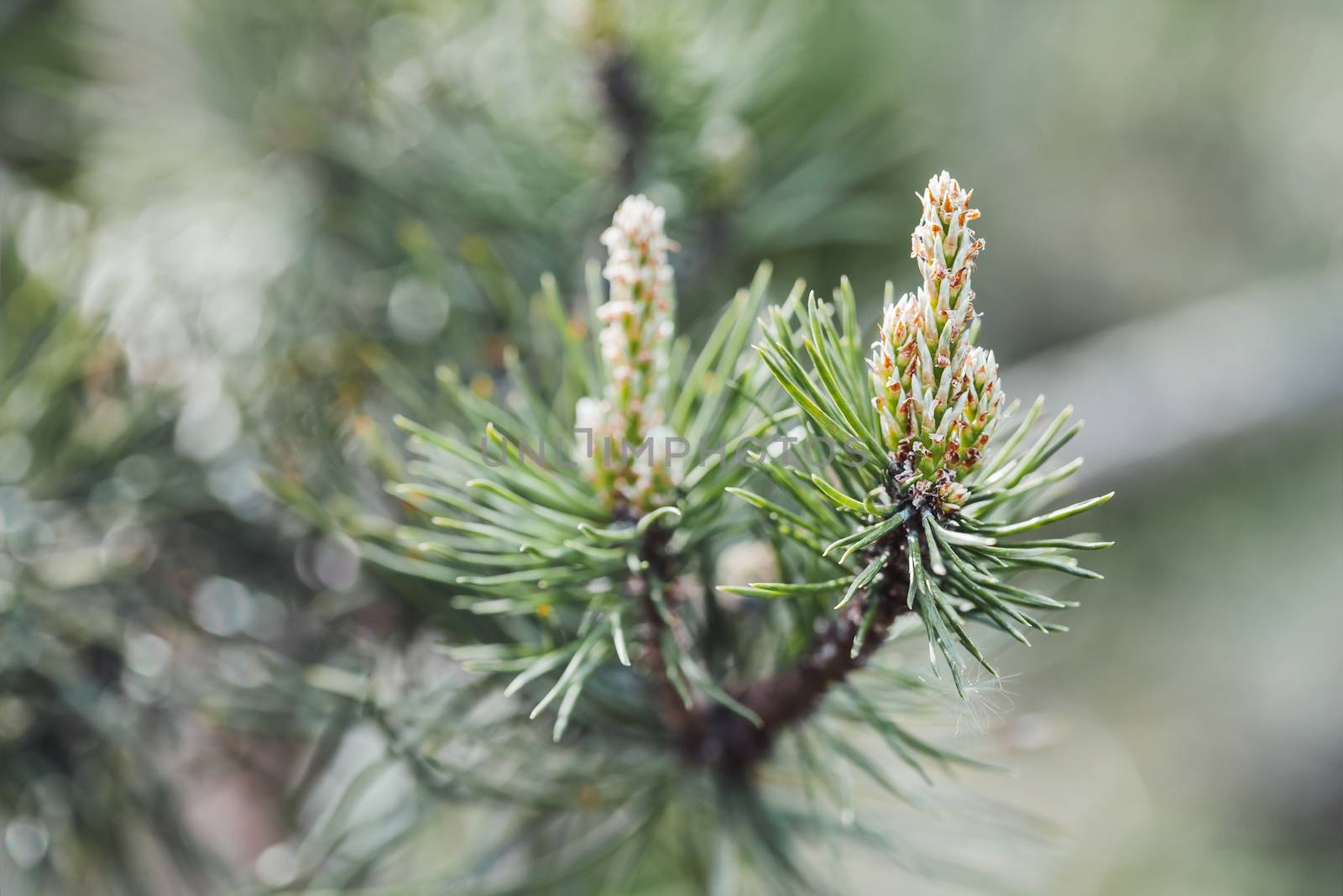 Blossoming pine tree branches. Coniferous tree is bloom. Spring by aksenovko