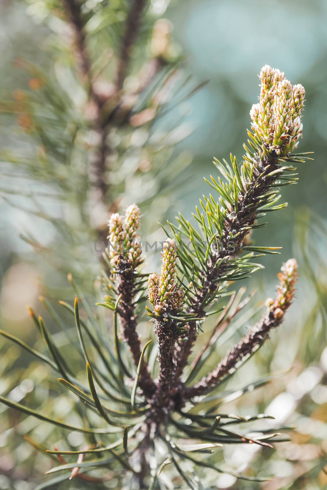 Blossoming pine tree branches. Coniferous tree is bloom. Spring by aksenovko