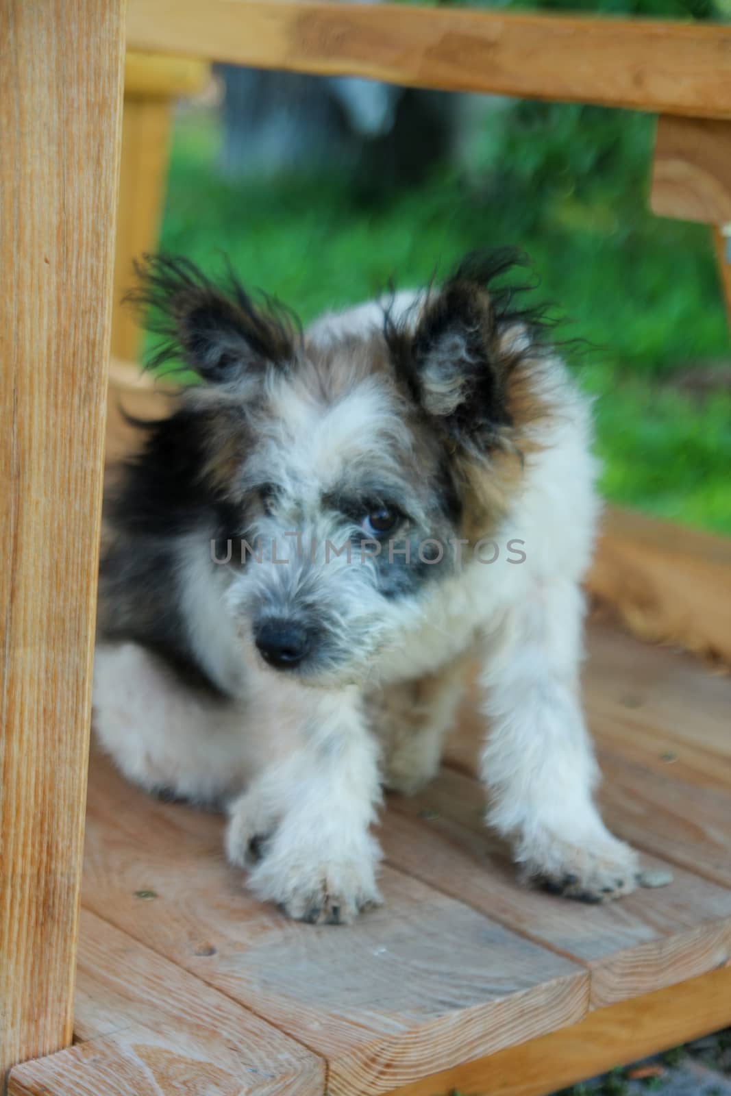 Shy dog sitting and hiding from the camera by codrinn