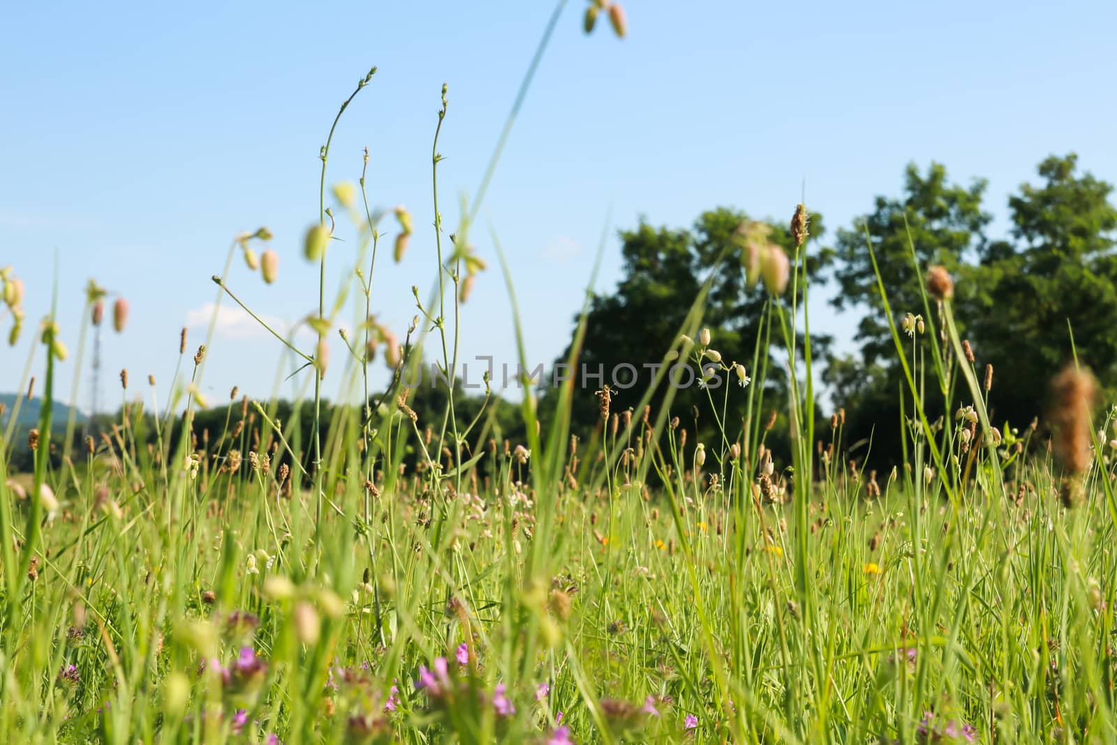 Close up of grass seen from bottom with trees and clear sky