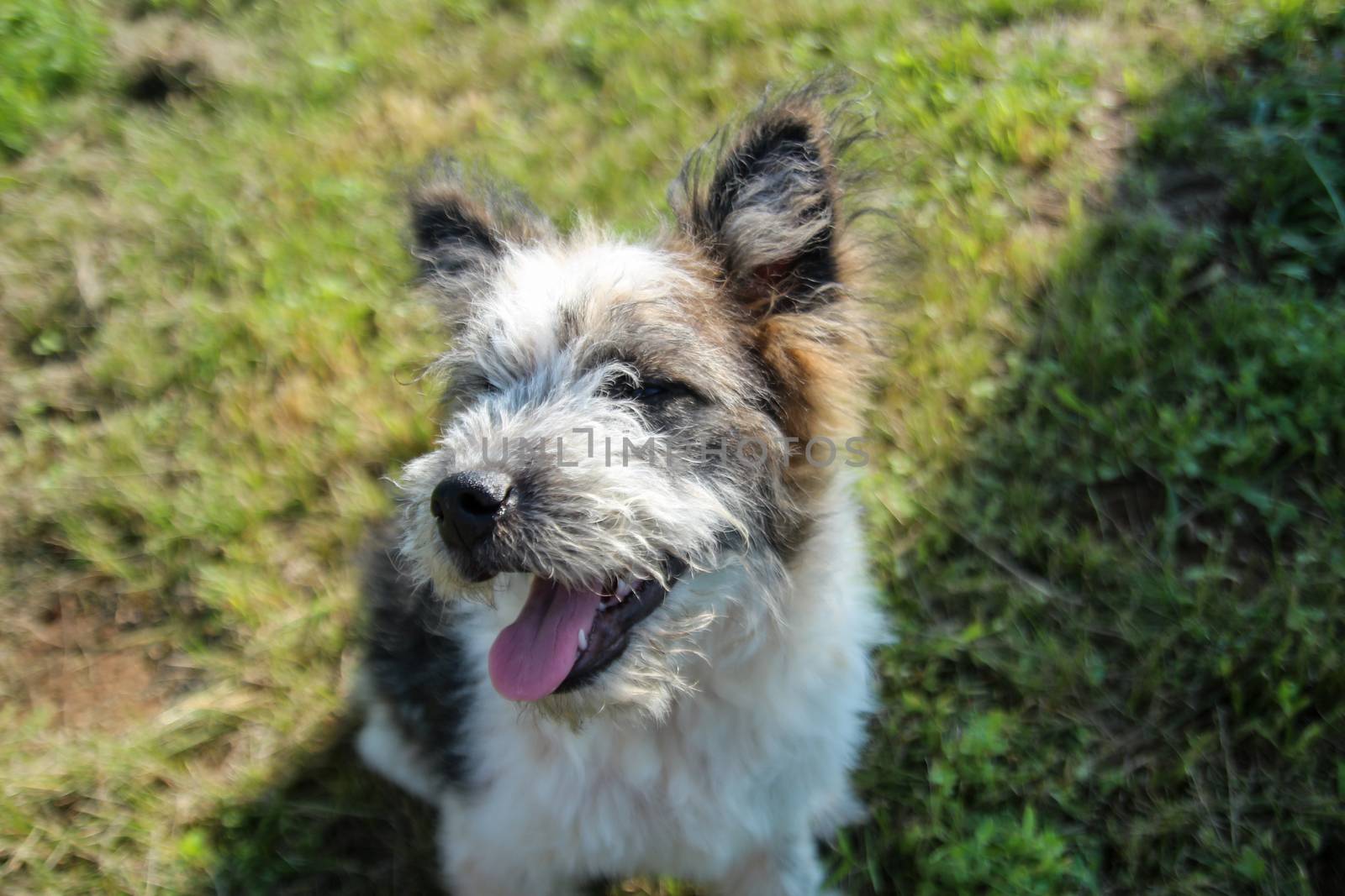 Dog smiling at the camera - happy dog with closed eyes