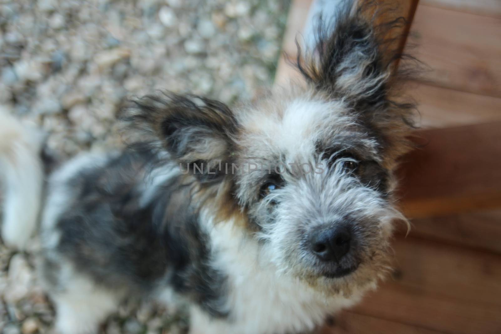 Dog sitting - dog looking at the camera