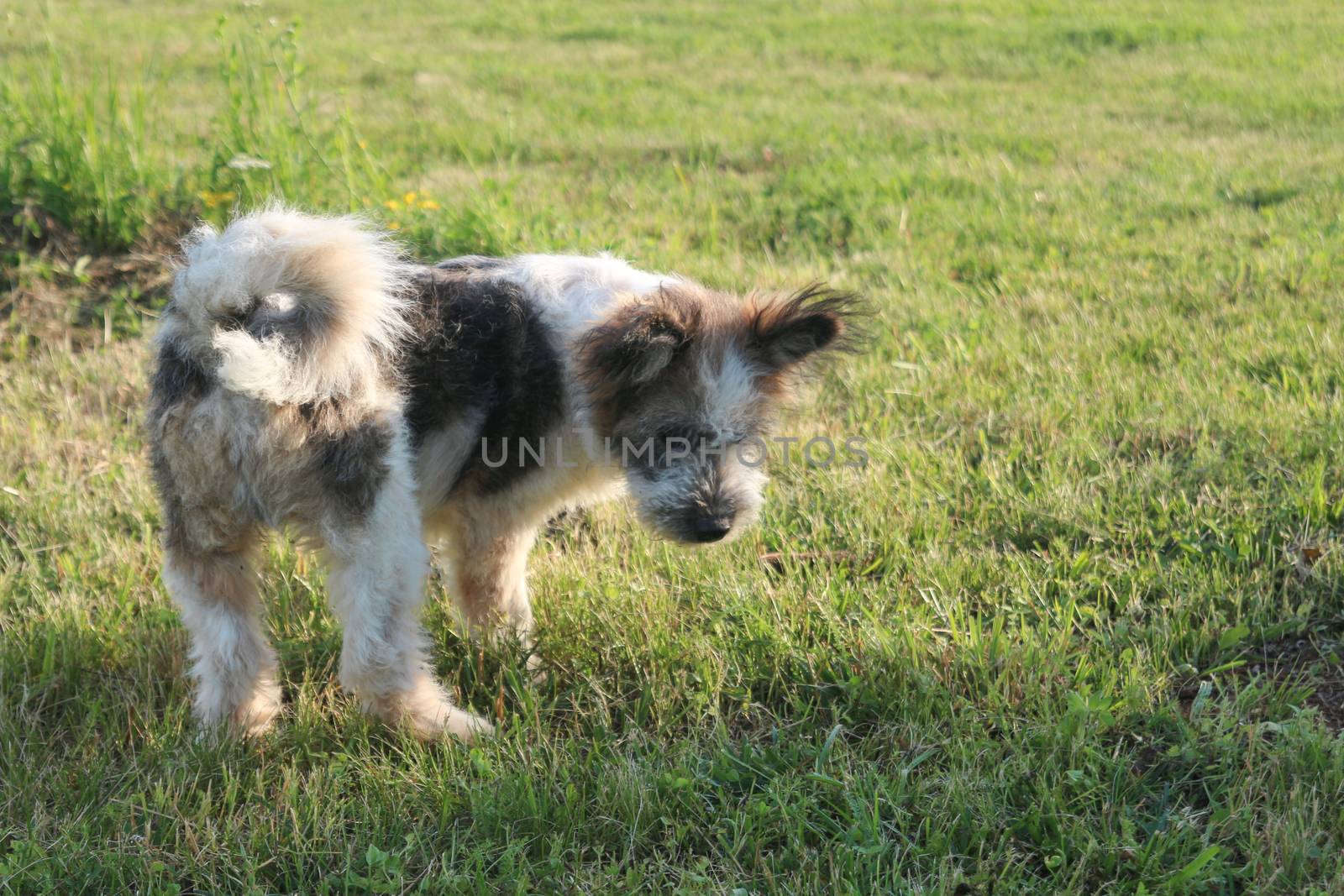 Dog walking on the ground - dog searching in the grass