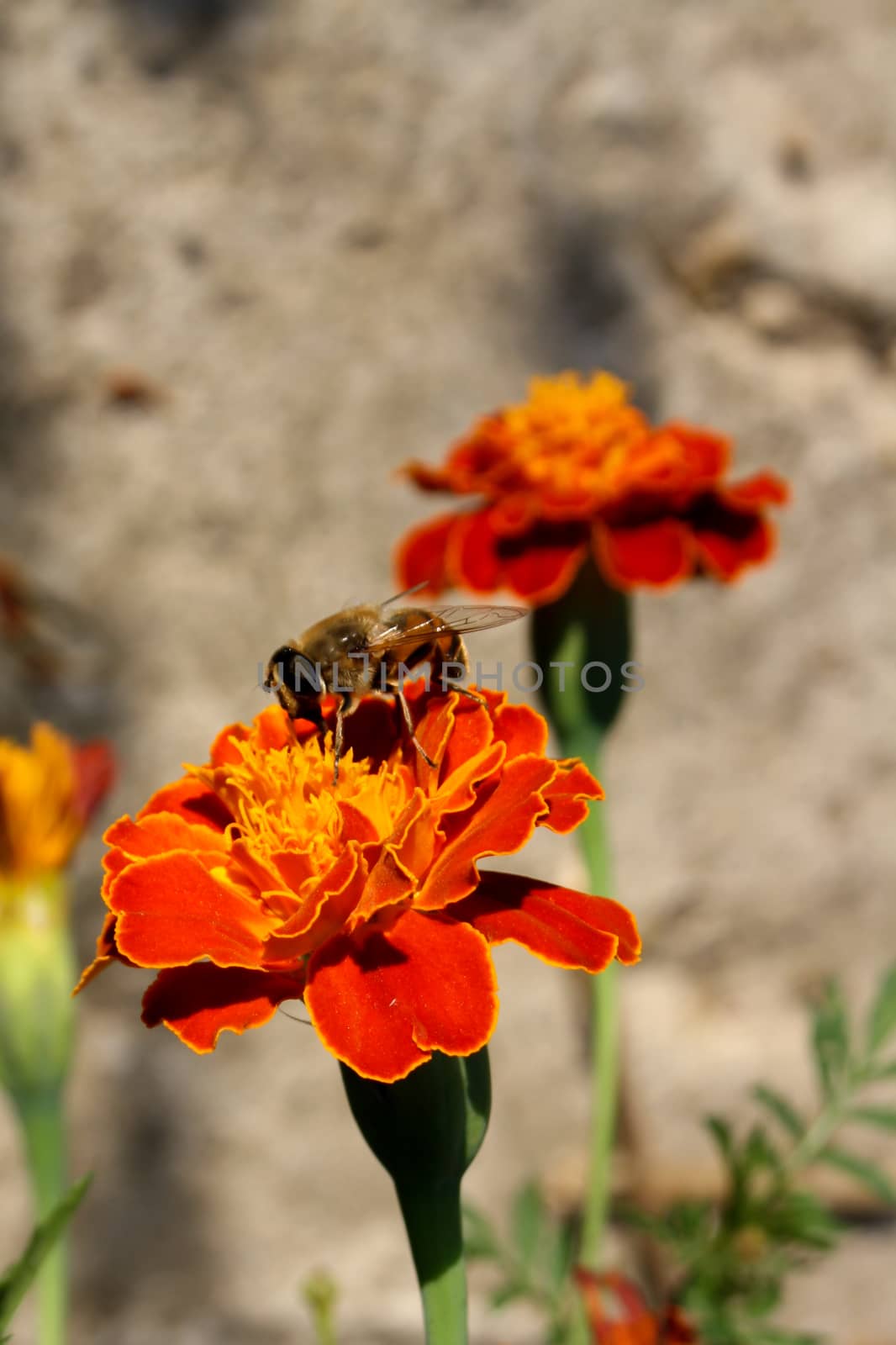 Bee collecting pollen from a flower