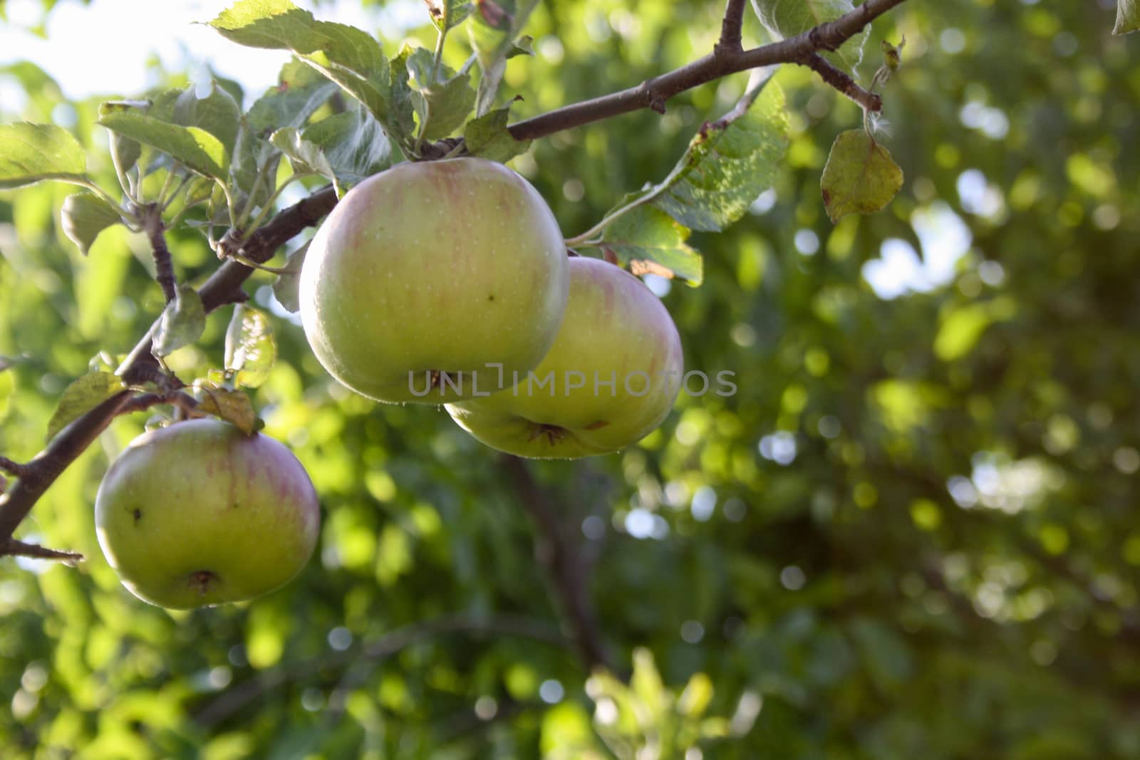 Three green apples in a tree - healthy food by codrinn