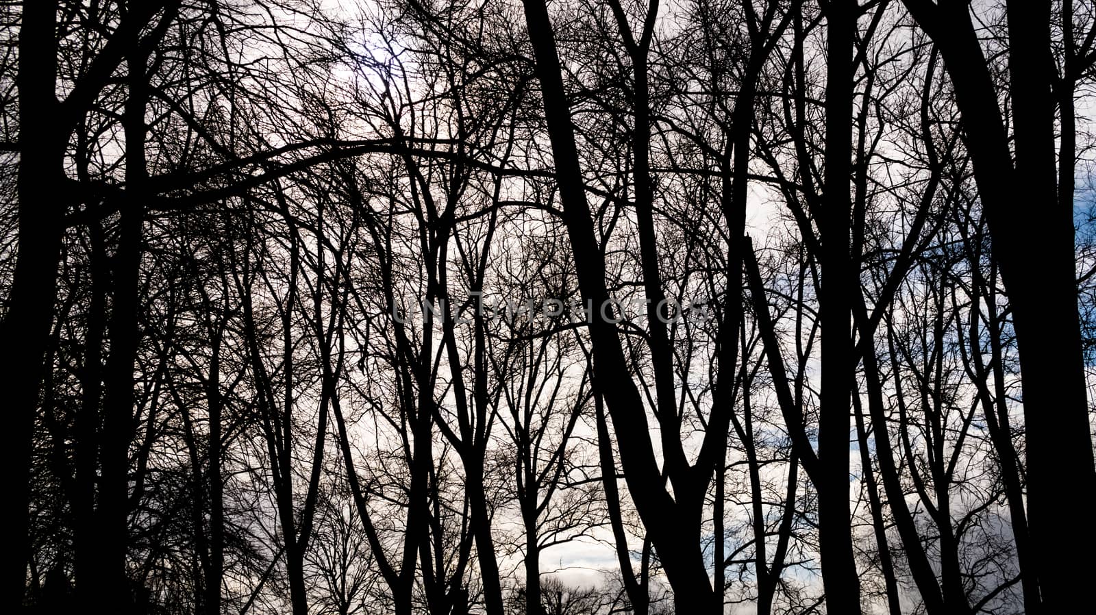 Silhouette trees photo and sky with clouds - backlit trees in a sunny day