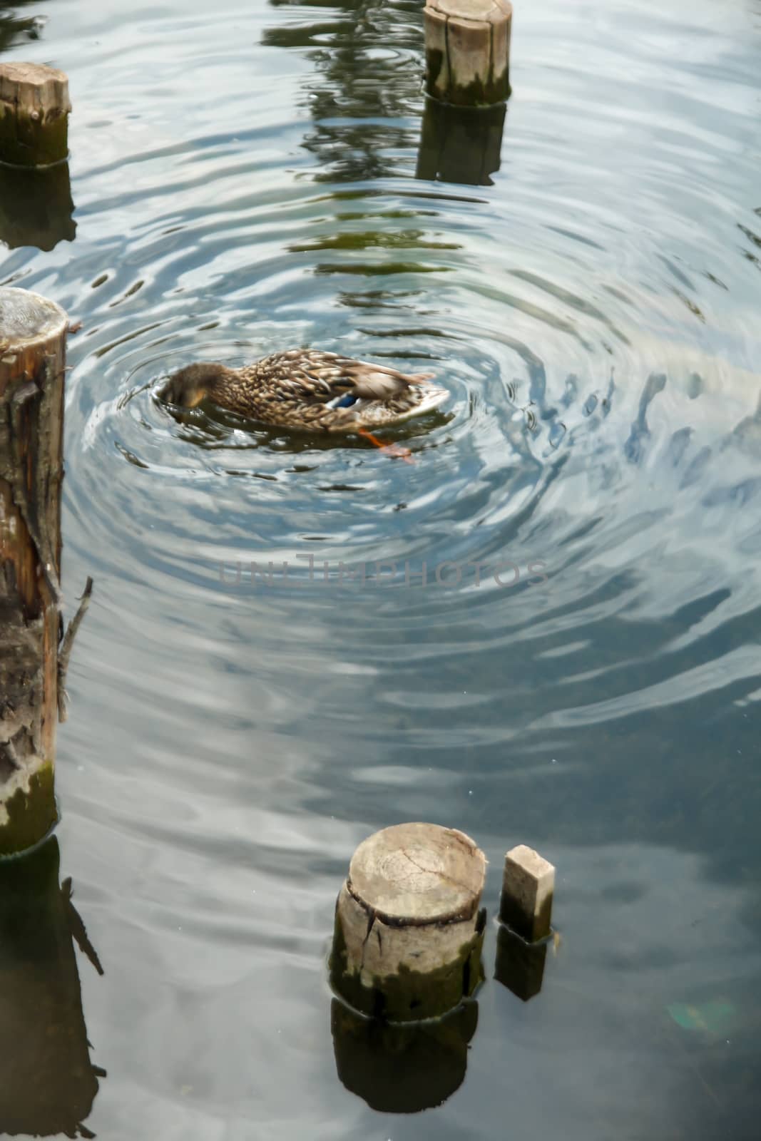 Coloured duck with its head in the water with waves around