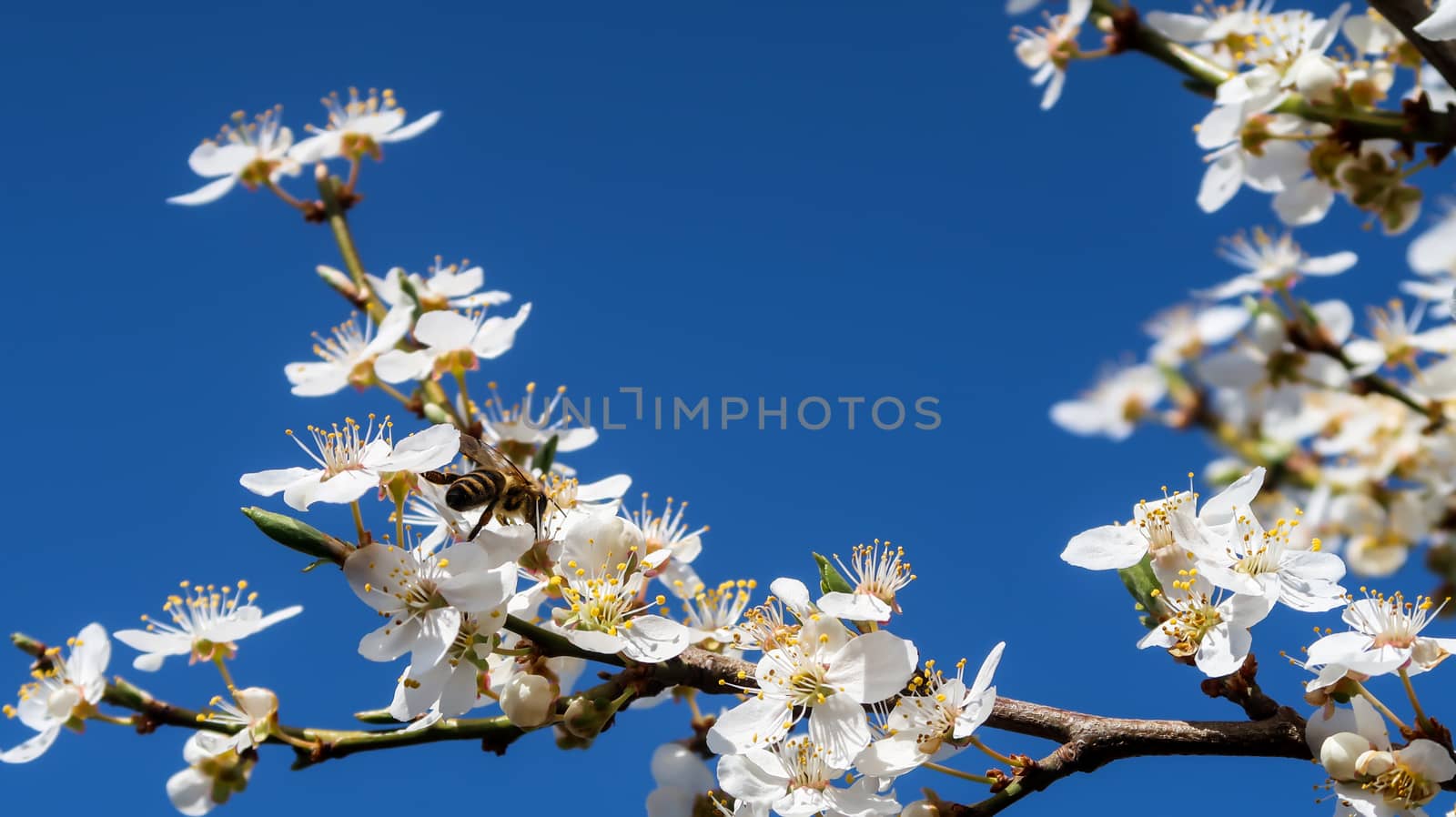 Bee collecting pollen from a flower by codrinn