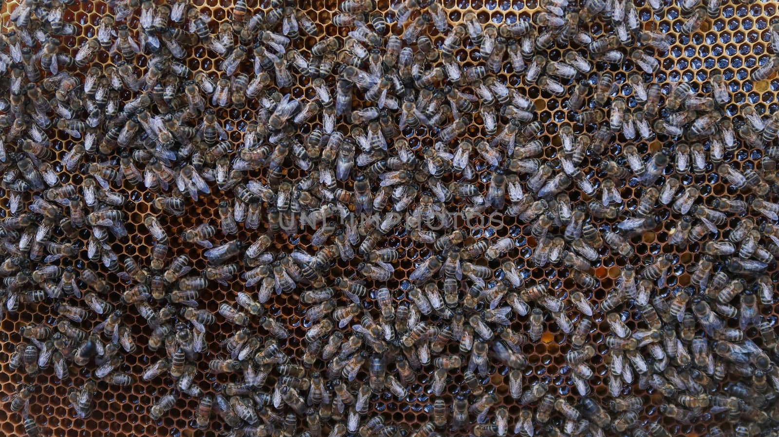 Crowd of bees on honeycomb. Bees working on honeycomb. Producing honey. Comercial beekeeping.