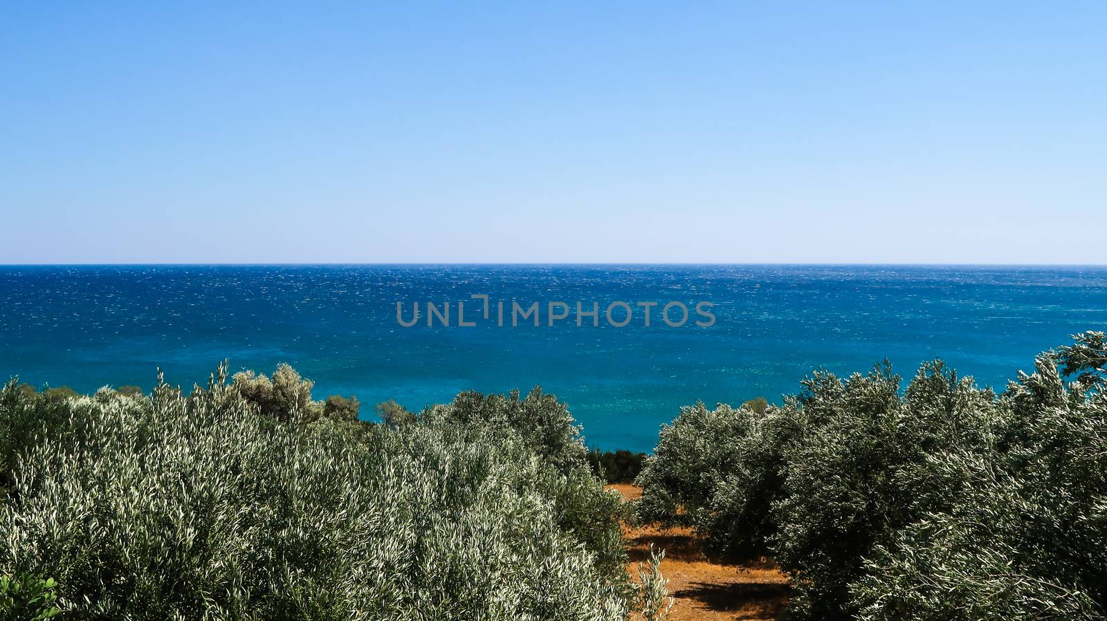 Olive trees and the sea far away in Keratokampos, Crete
