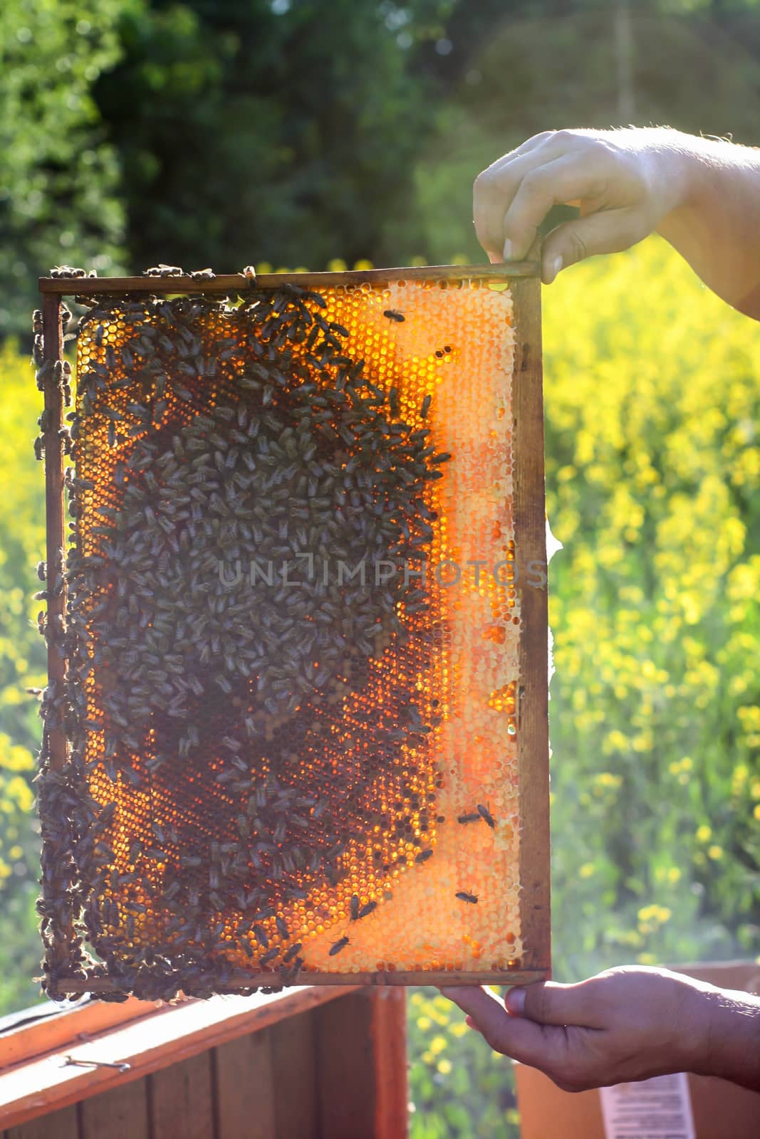 Man holding honeycomb with bees on it in the nature