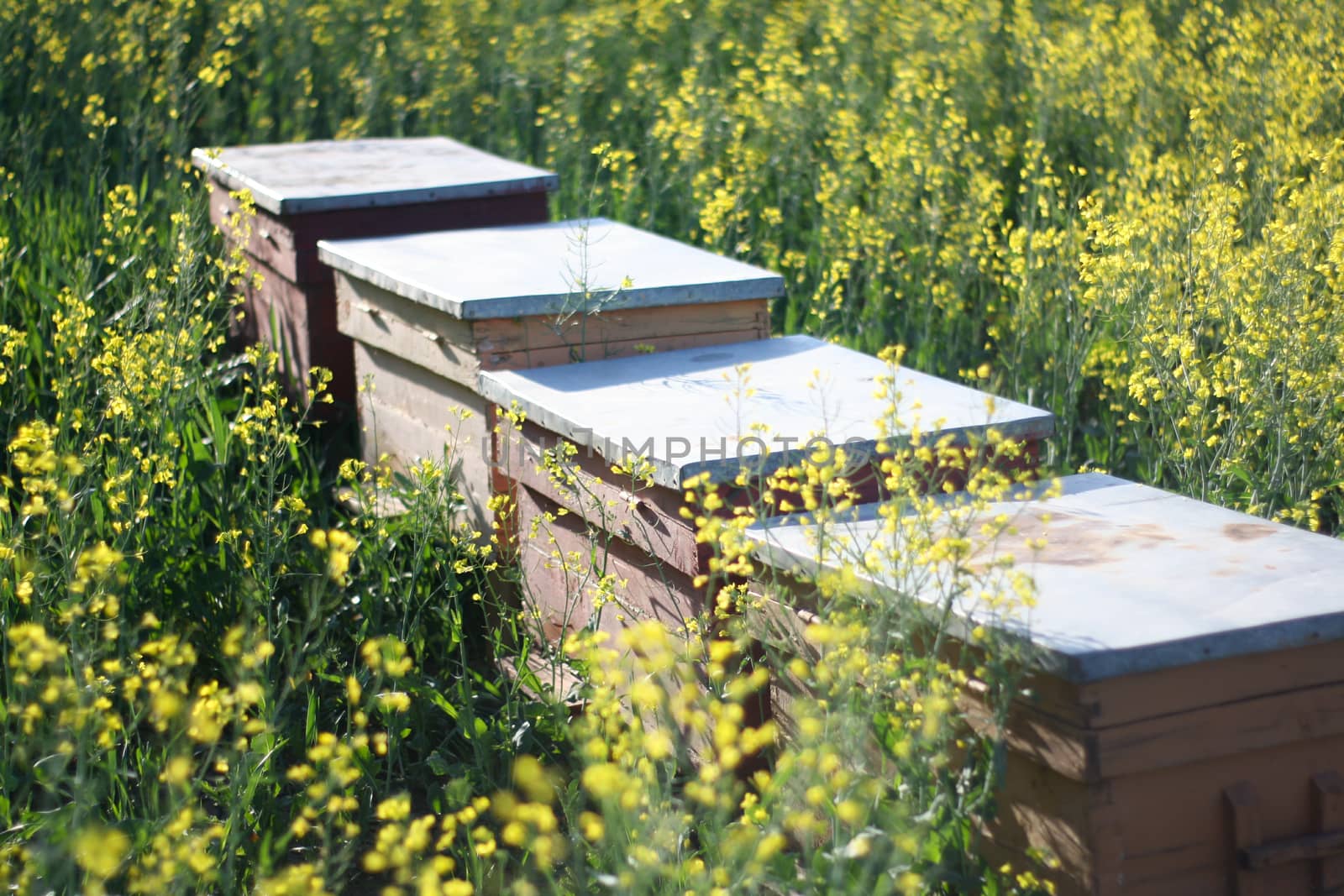 Beehives in a rapeseed field - close up - beehives in nature by codrinn