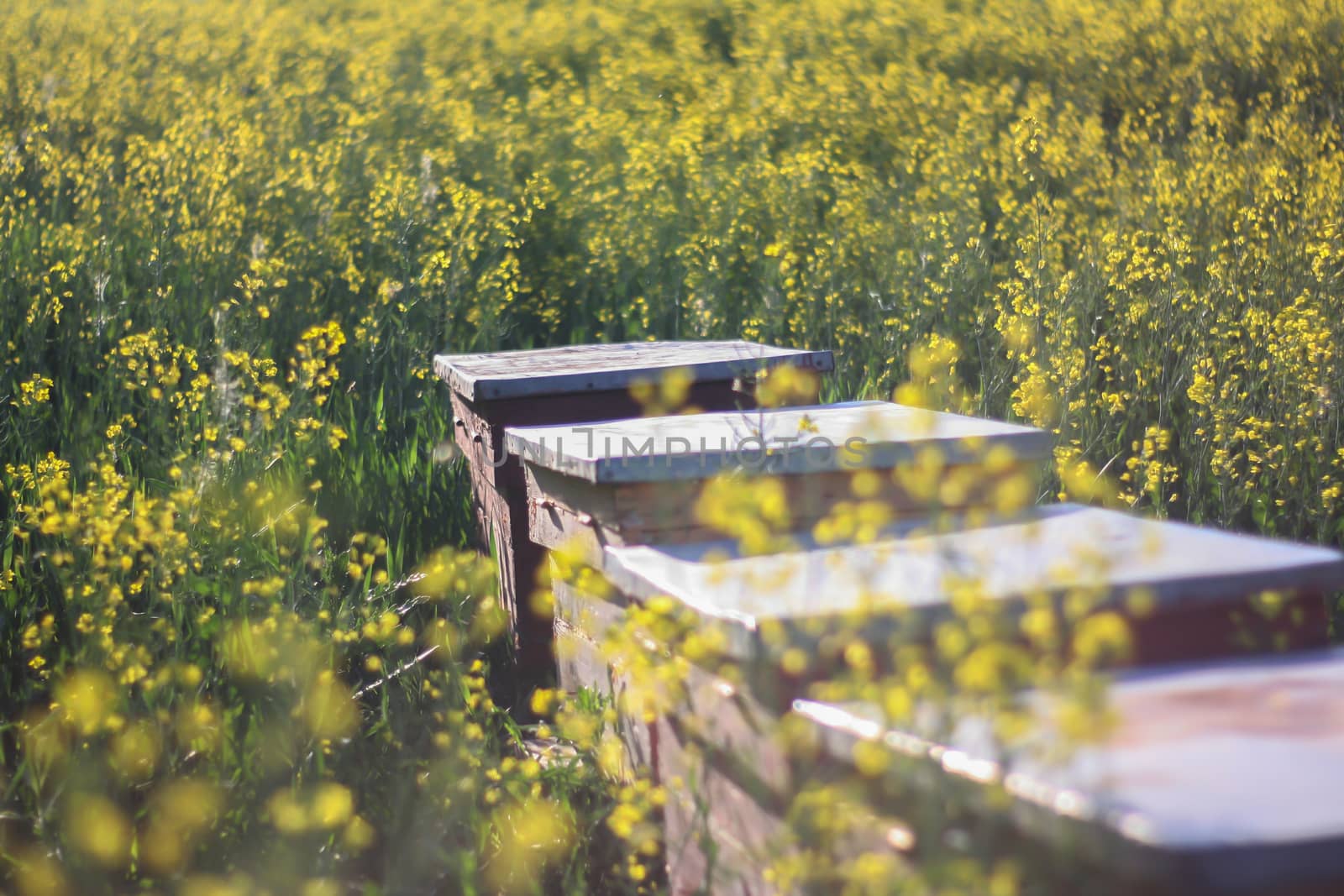 Close up of beehives in nature in a yellow field by codrinn