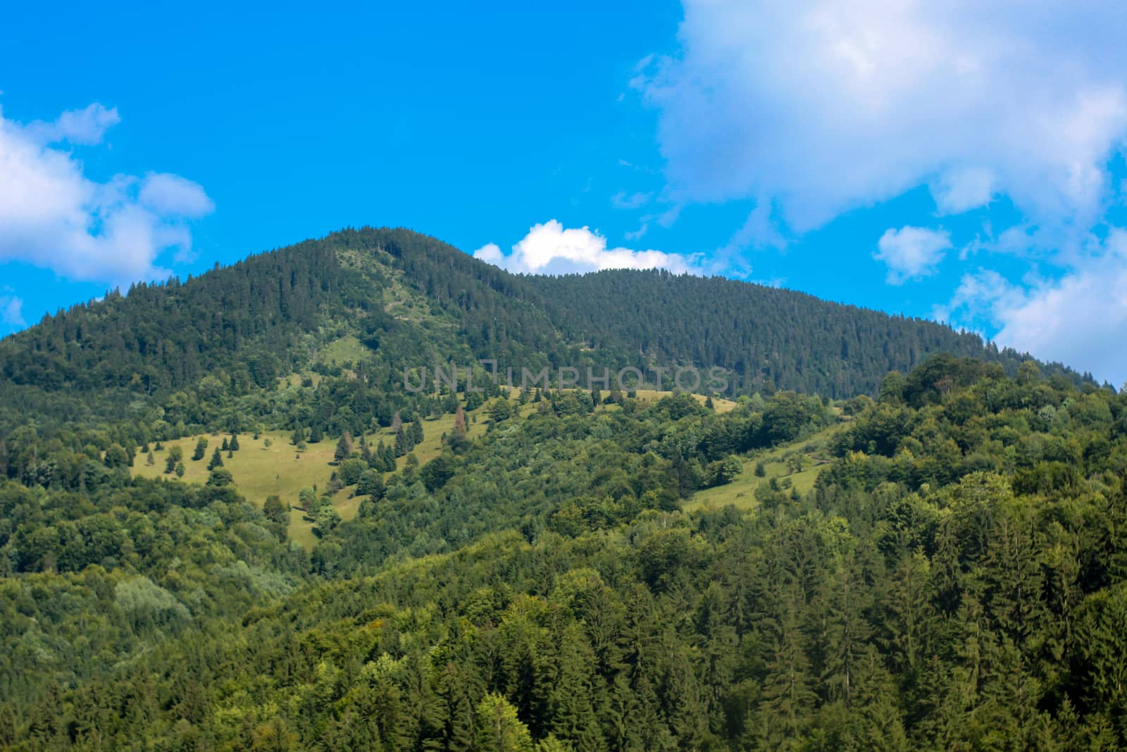 Landscape of the mountains with forest and different trees