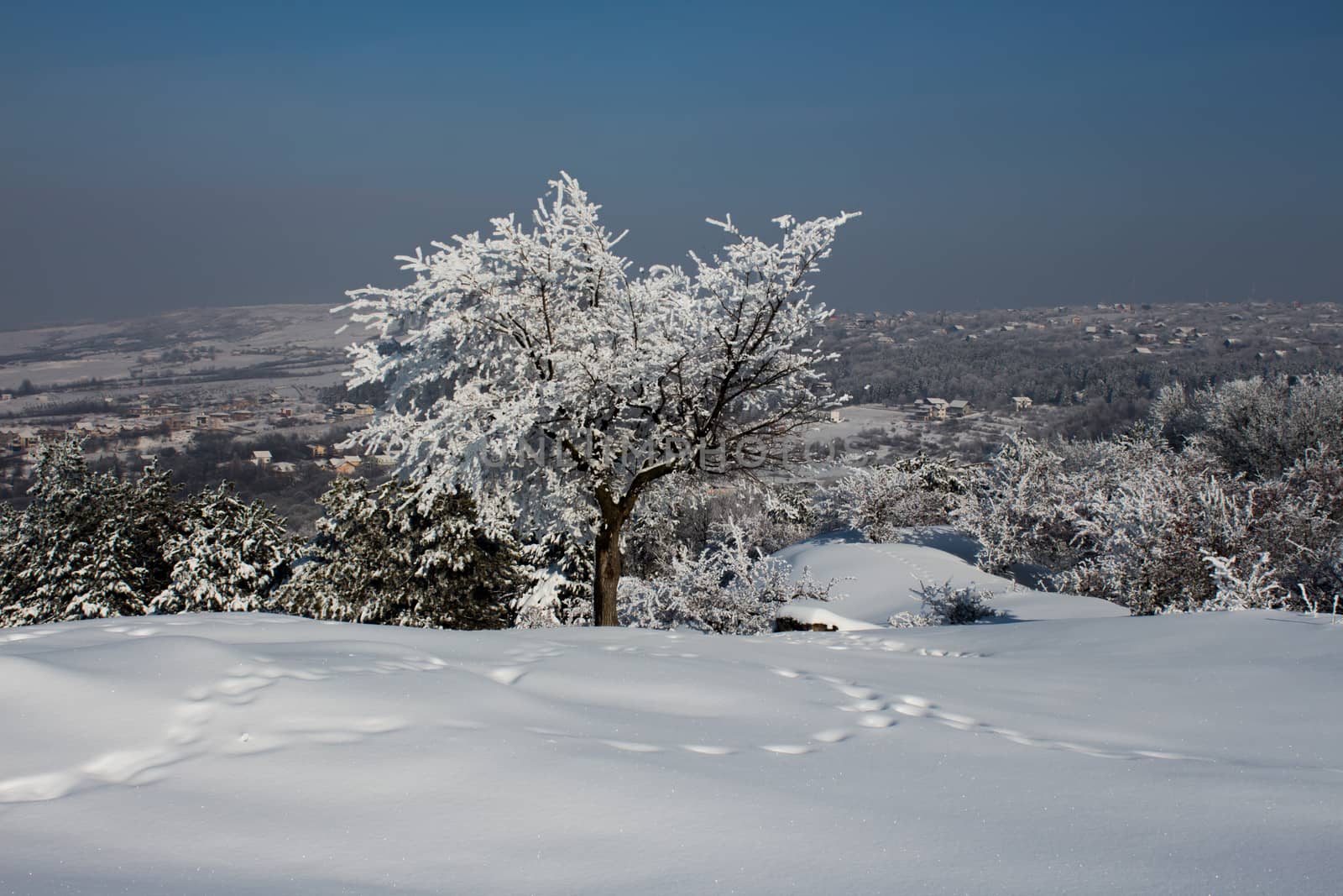 Stand alone tree full of snow during heavy snow in Iasi, Romania