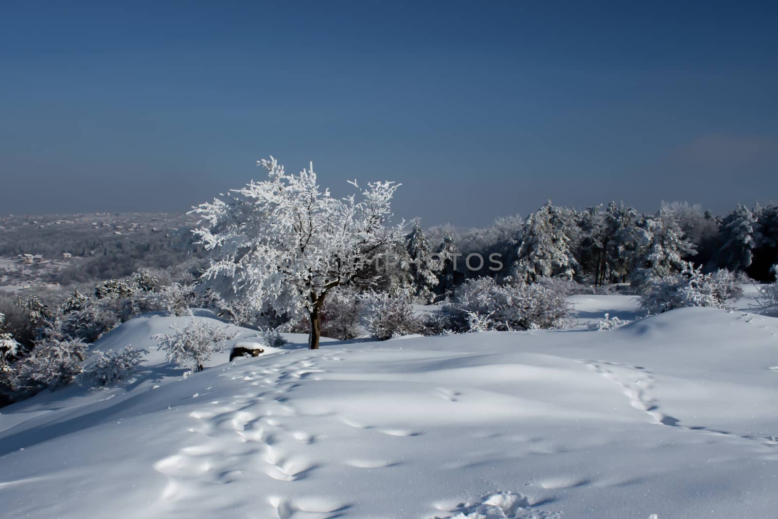 Path leading to a tree full of snow during winter - heavy snow