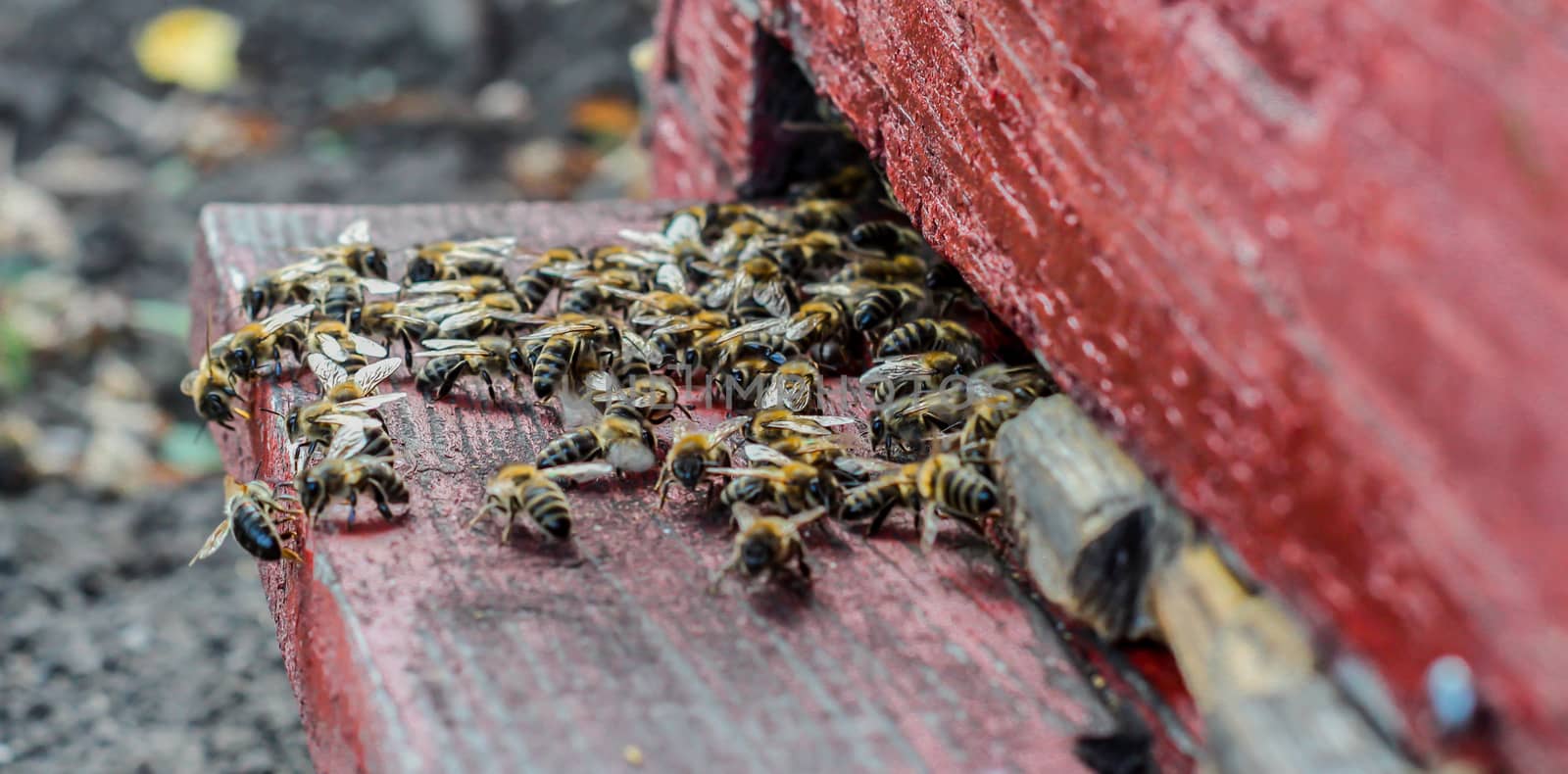 Close up of bees at the beehive entry - many bees entering beehive