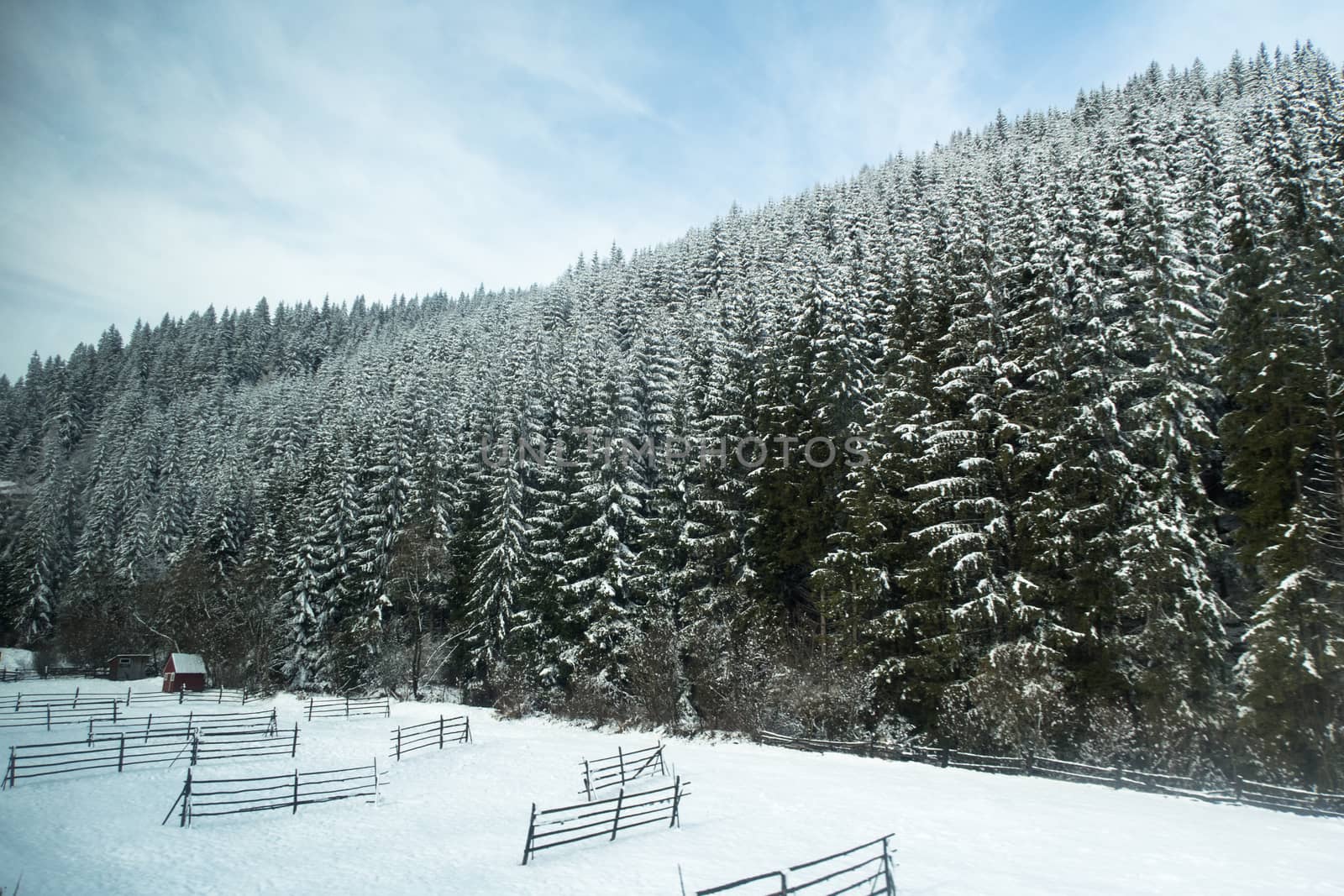 Winter landscape with forest, snow and fence. Winter landscape in the mountains with tree full of snow by codrinn