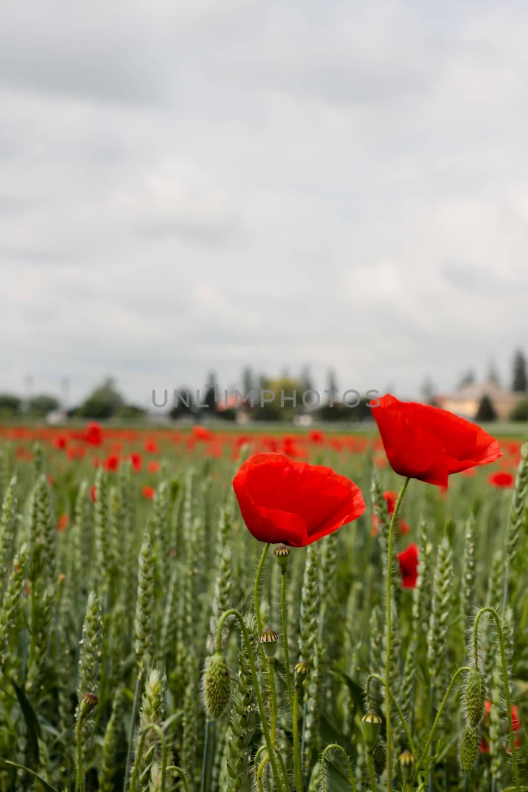 Common poppy flower being blown by wind in a field of wheat during a cloudy day. papaver rhoeas by codrinn
