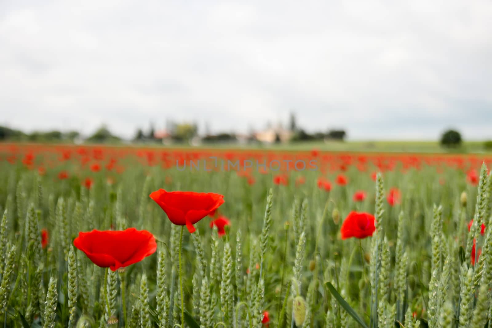 Common poppy flower being blown by wind in a field of wheat during a cloudy day. papaver rhoeas by codrinn