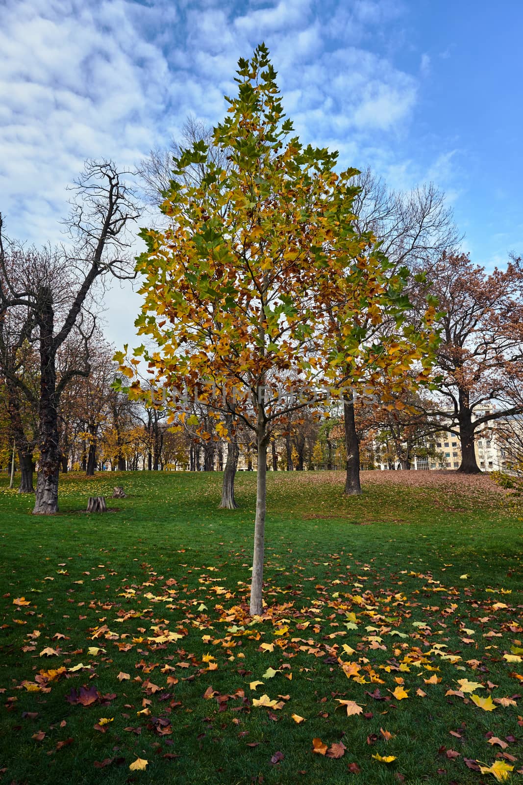 Young deciduous maple tree in a park during autumn in Poland