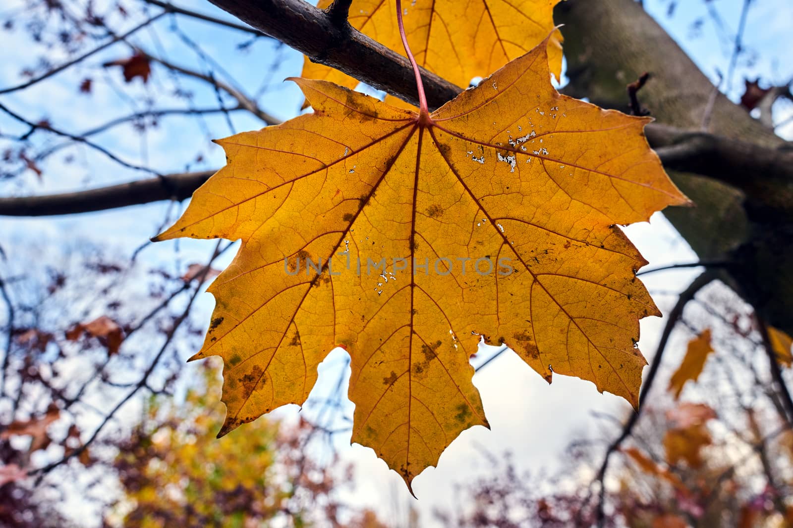 Detail of a damaged maple leaf in a park during autumn by gkordus