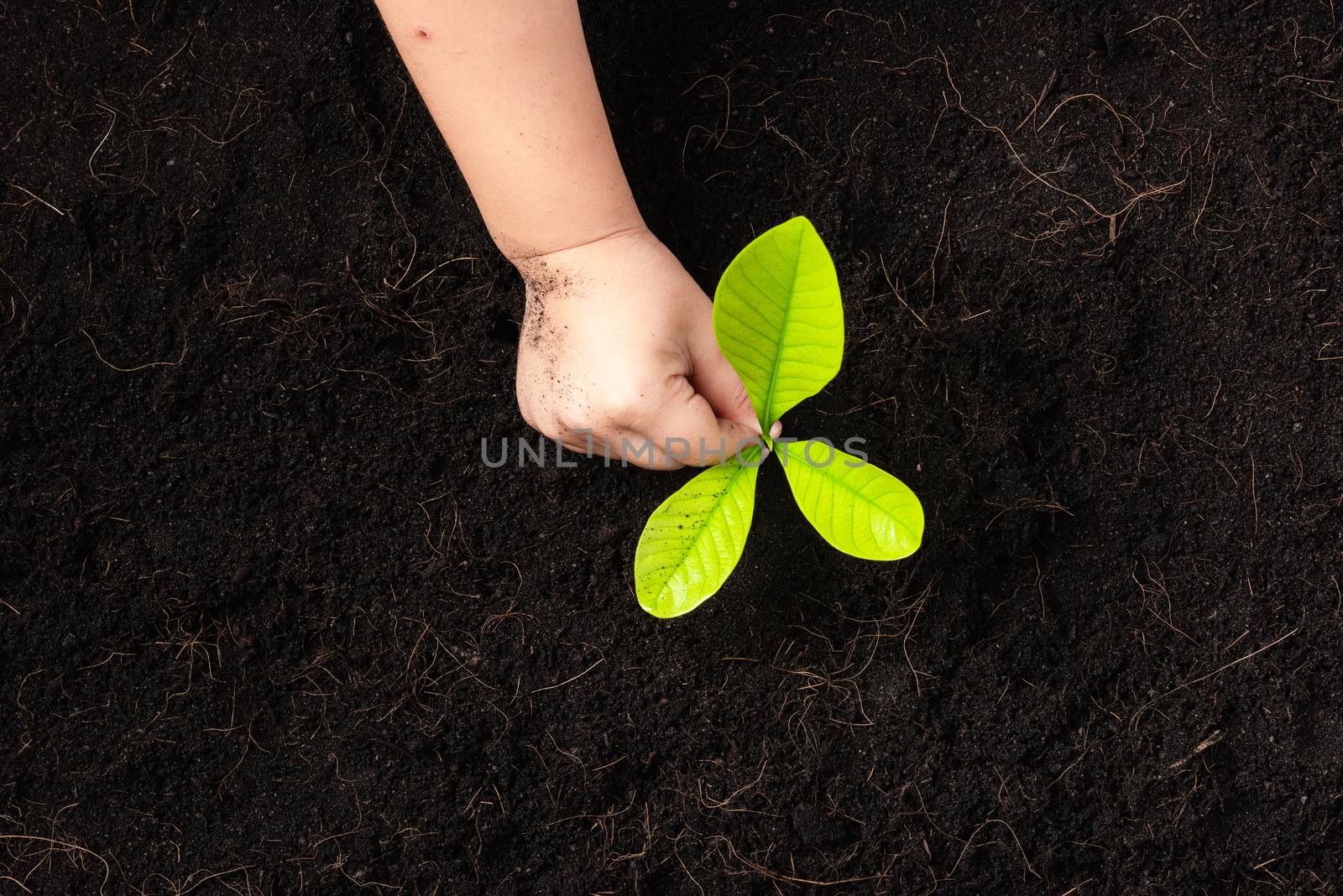 child hand planting young tree seedling on black soil by Sorapop