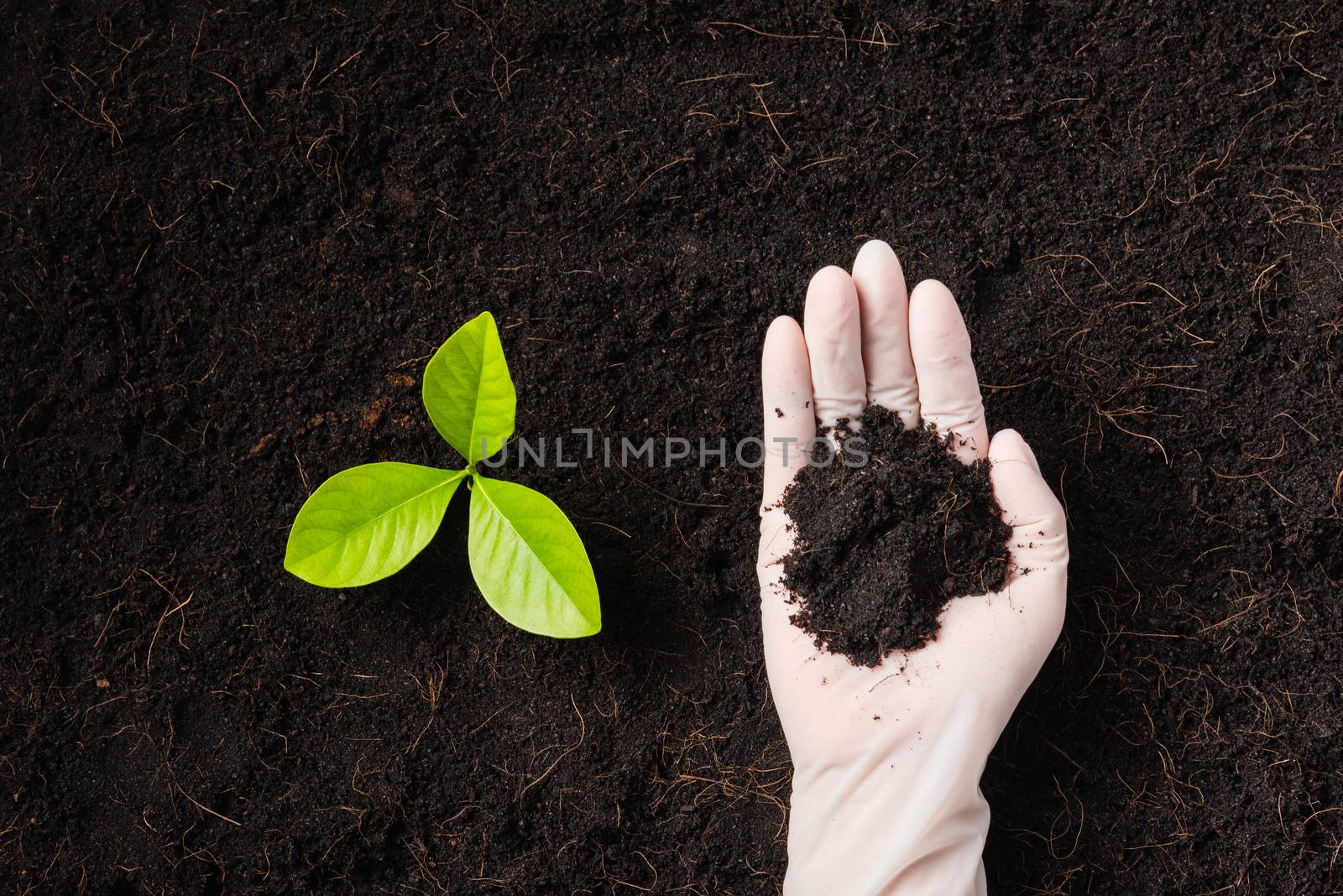 Hand of researcher woman wear gloves seedlings are a green tree growing planting in the fertile soil on black soil at the garden, Concept of global pollution, Earth day and hands environments