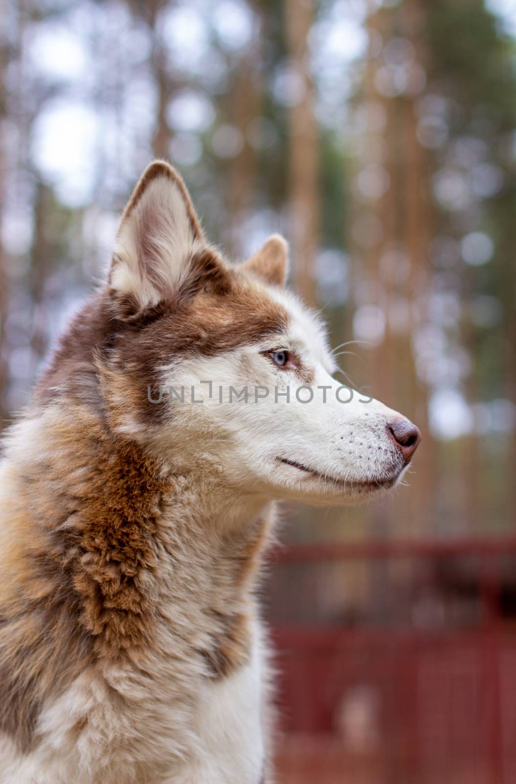 Portrait shot of a Siberian husky dog with blue eyes in nature. A brown and white dog with blue eyes. High quality photo