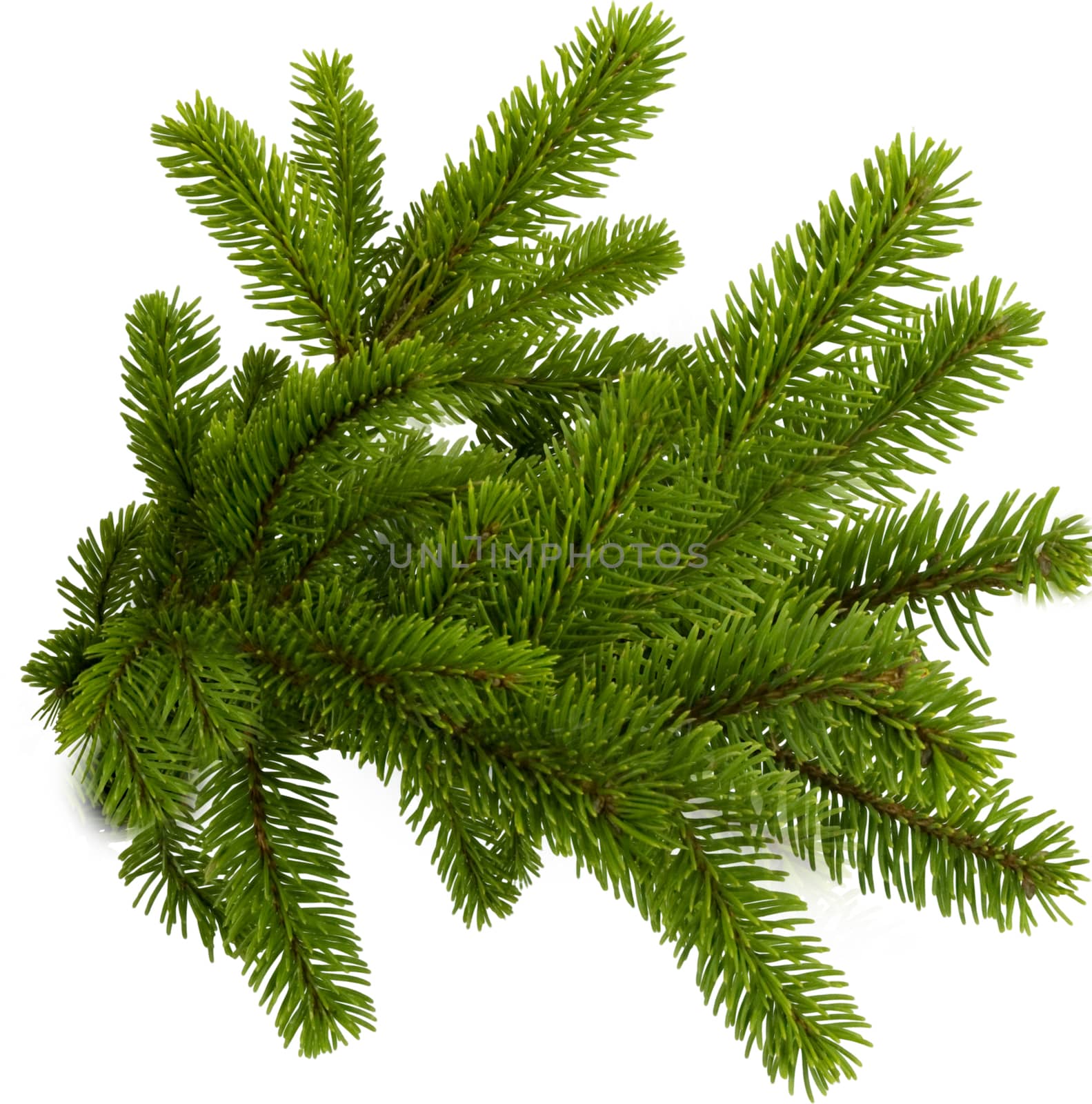 Green spruce branches on a white isolated background. New year greeting card