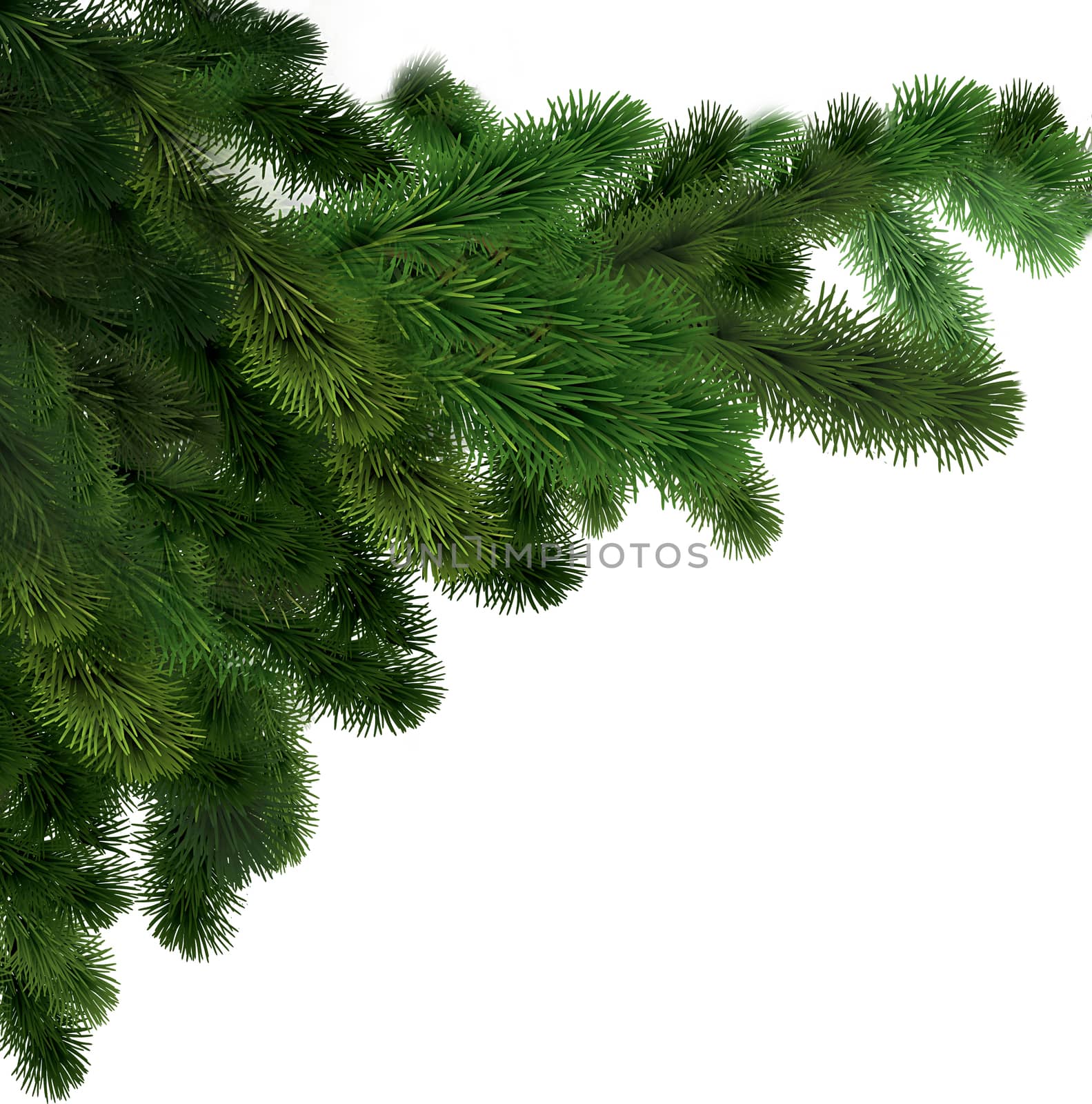 Spruce green branches on a white isolated background. Texture or background