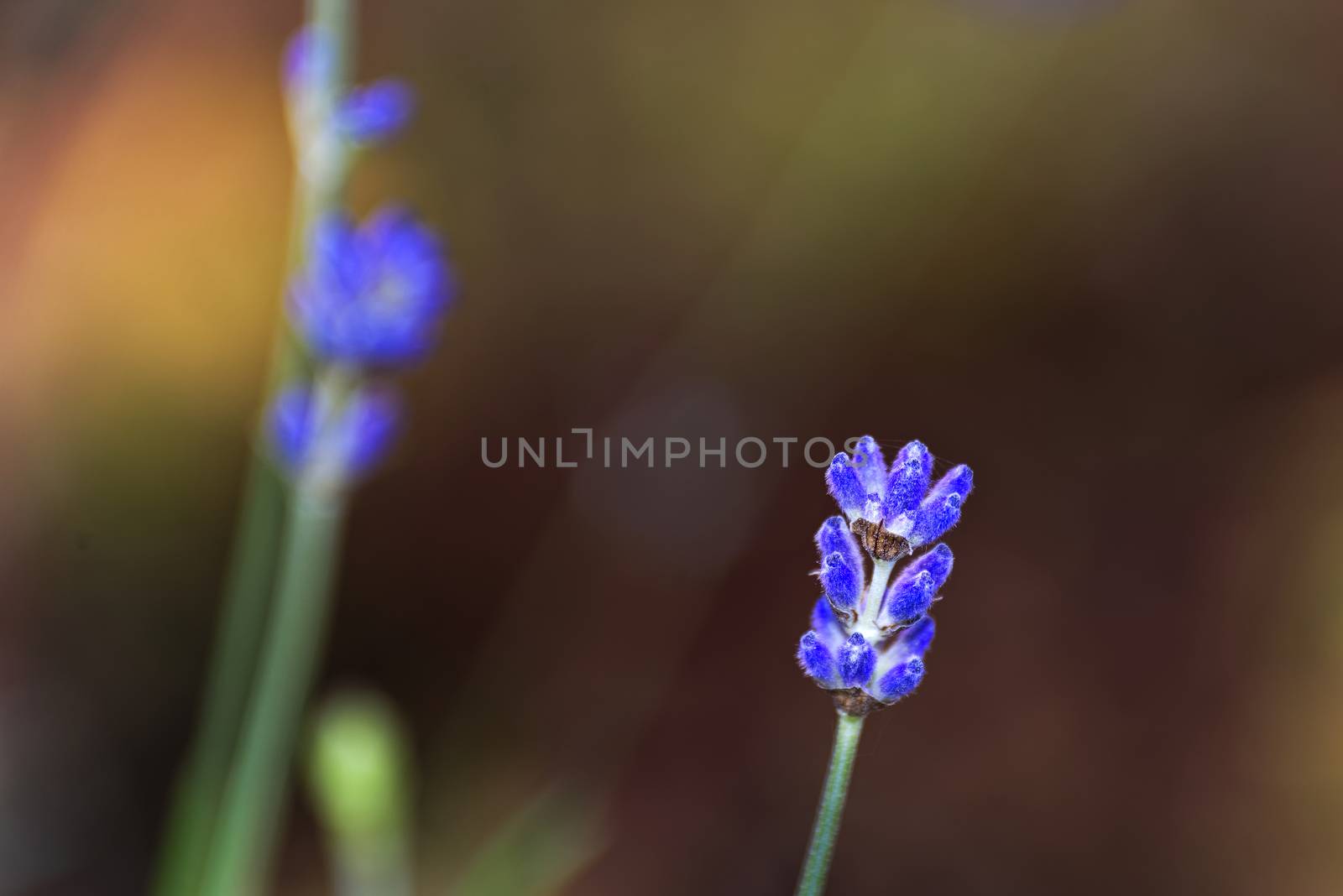 Close-up photo of beautiful blue autumn flower, macro image