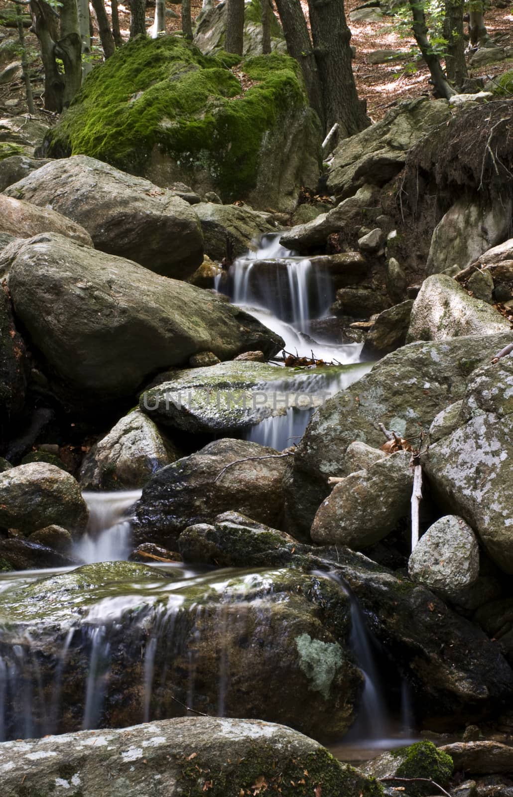 L'acqua  scende dalla piccola cascata nel bosco