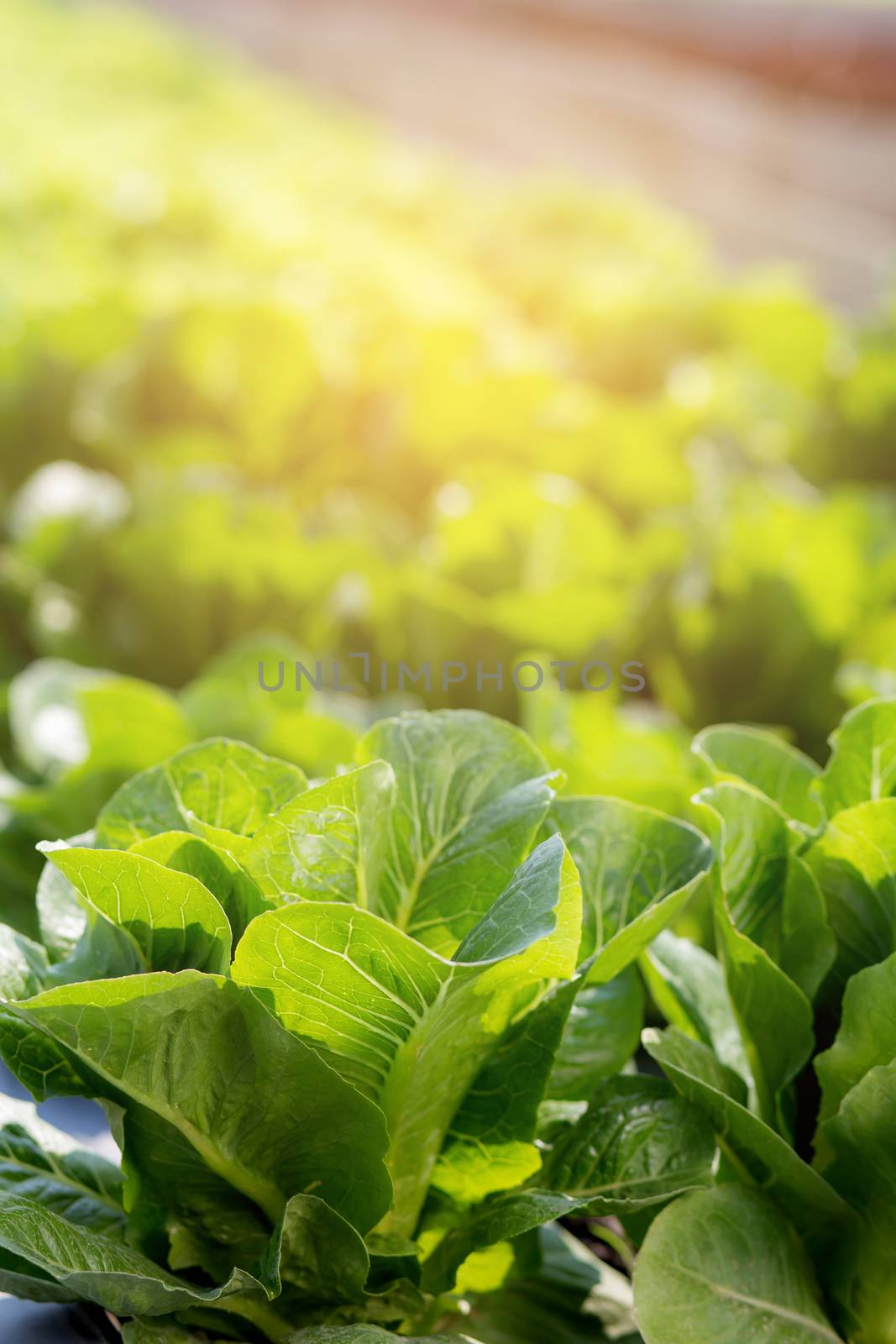 Fresh sapling of green​ cos romaine lettuce organic farm in plantation, produce and cultivation agriculture and harvest green leaves in the field, vegetable kitchen garden and healthy food concept.
