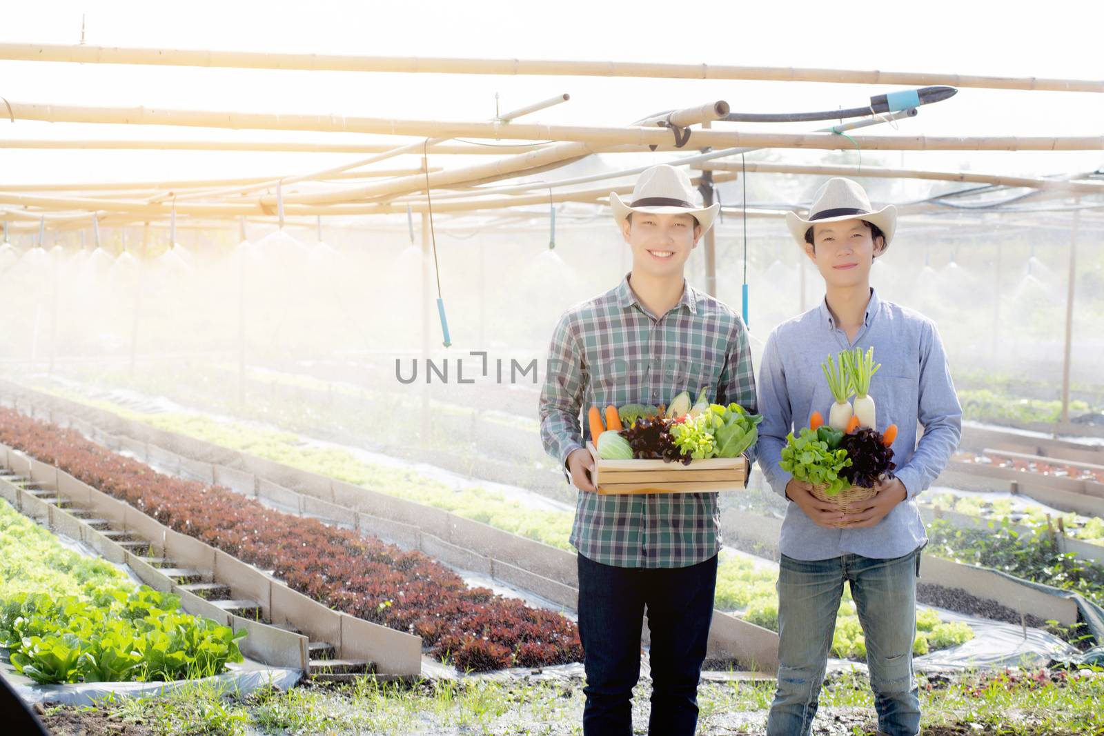 Beautiful portrait young two man harvest and picking up fresh organic vegetable garden in basket in the hydroponic farm, agriculture for healthy food and business entrepreneur concept.