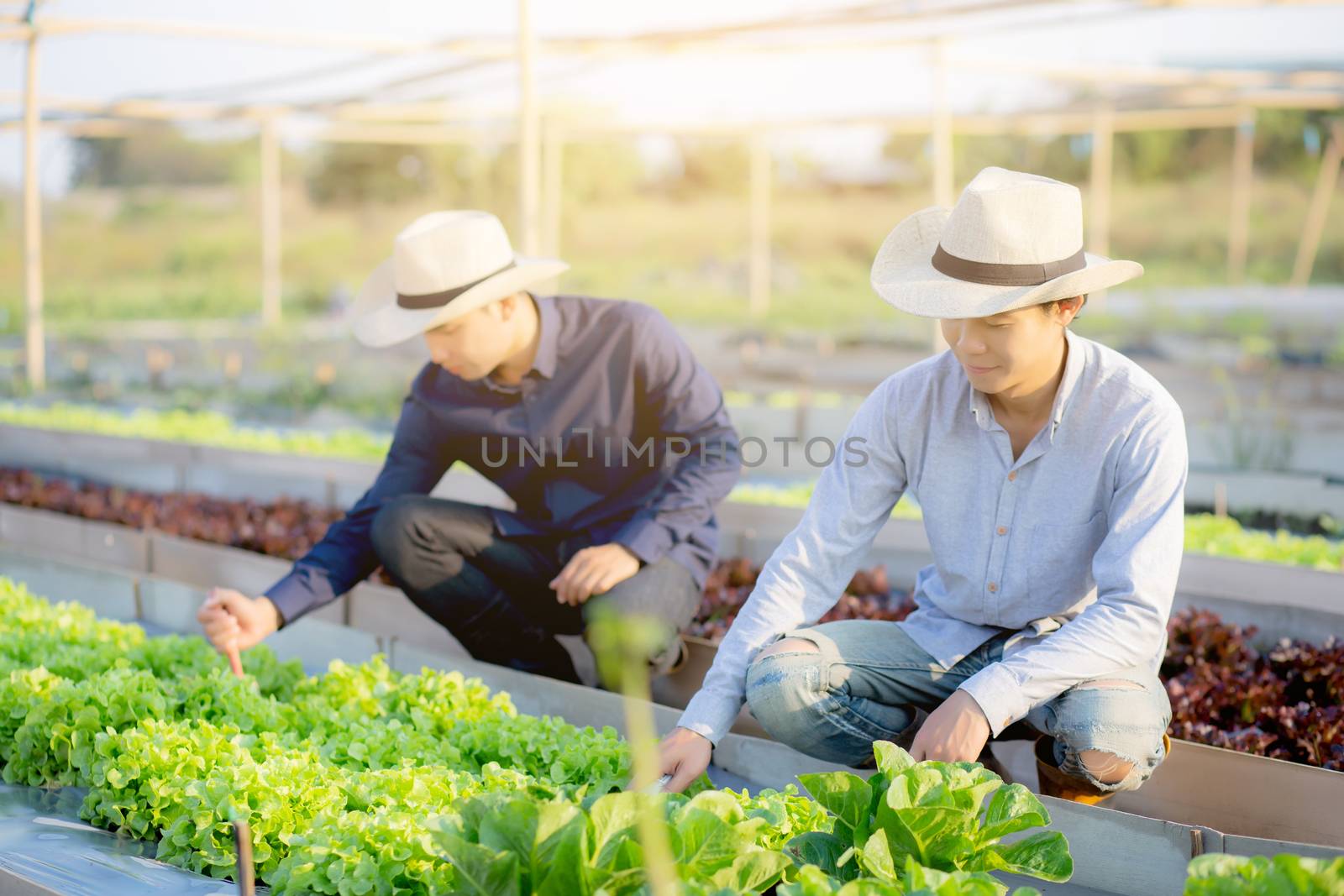 Young asian man farmer shovel dig fresh organic vegetable garden in the farm, produce and cultivation green oak lettuce for harvest agriculture with business in the field, healthy food concept.