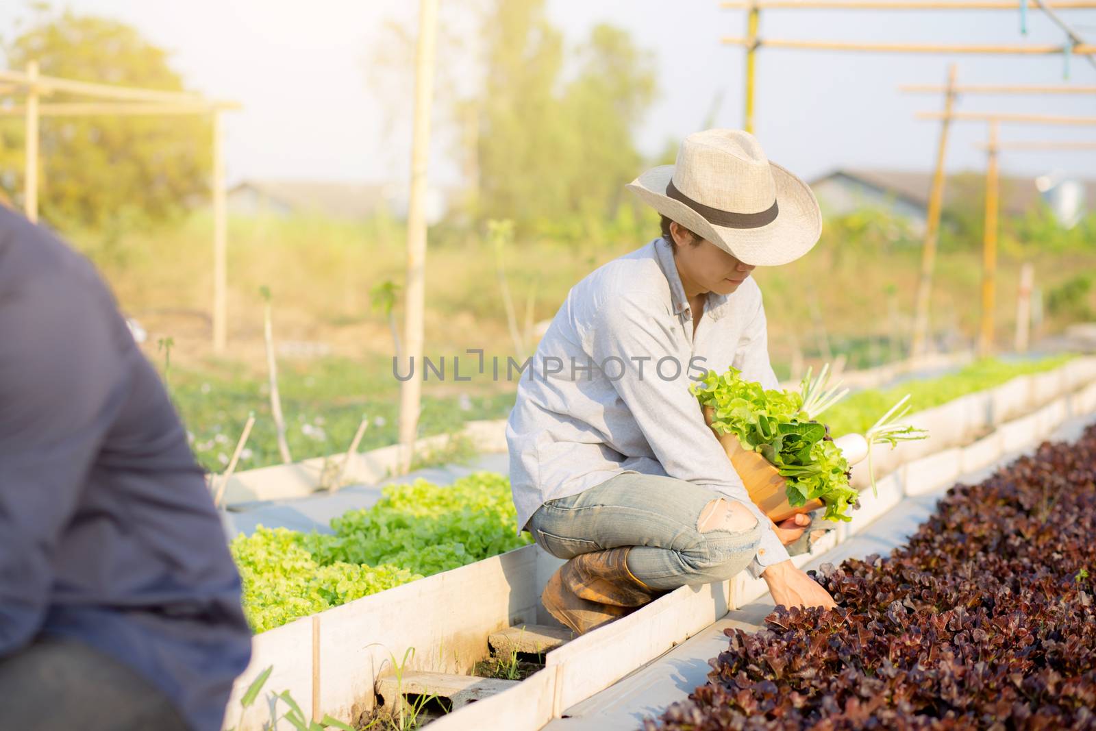 Two young asian man picking up fresh organic vegetable with basket together in the hydroponic farm beautiful , harvest and agriculture and cultivation for healthy food and business concept.