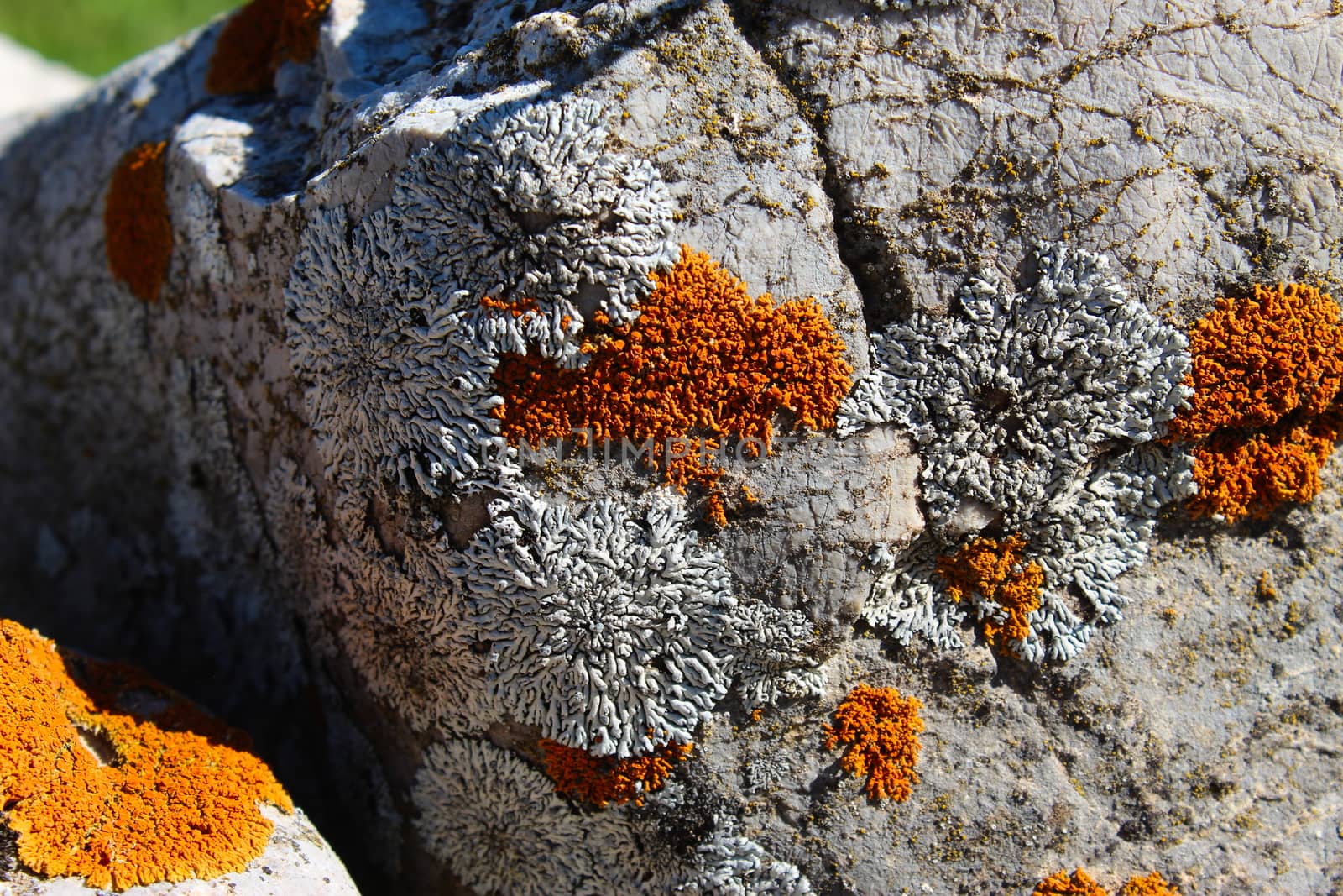 Orange and white spots (lichens) on a rock in the mountains. Mountain Bjelasnica, Bosnia and Herzegovina.