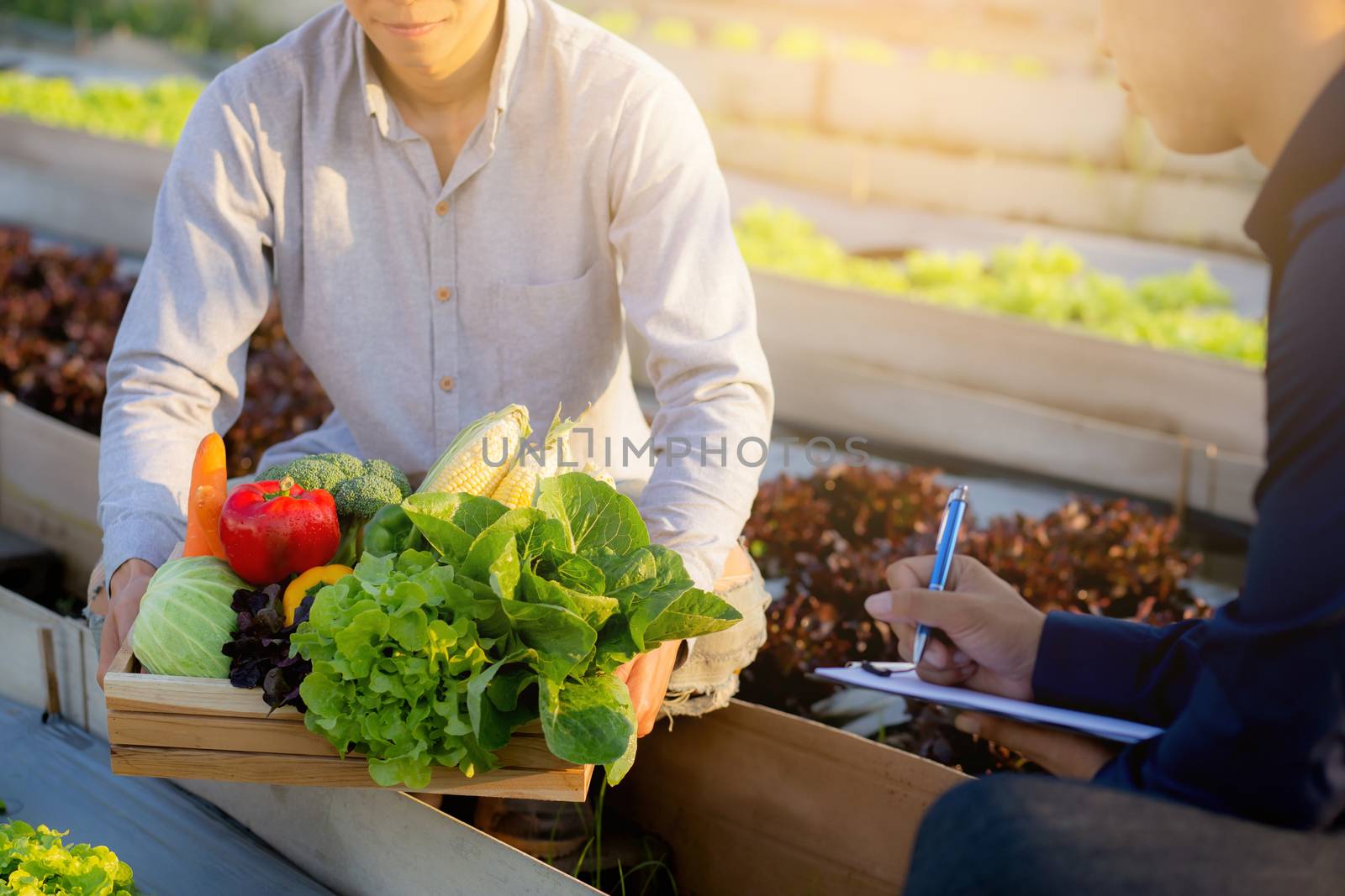 Two young asian man checking and picking up organic fresh vegetable in hydroponic farm and writing record document grow of leaf for quality produce, small business owner concept.
