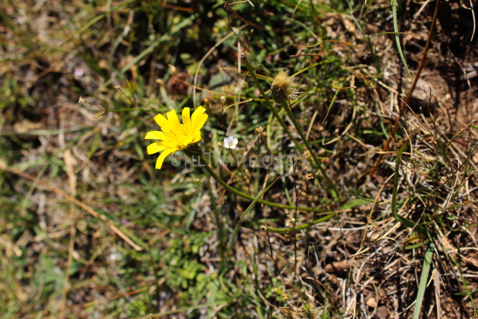 Yellow flower in the grass in autumn. by mahirrov