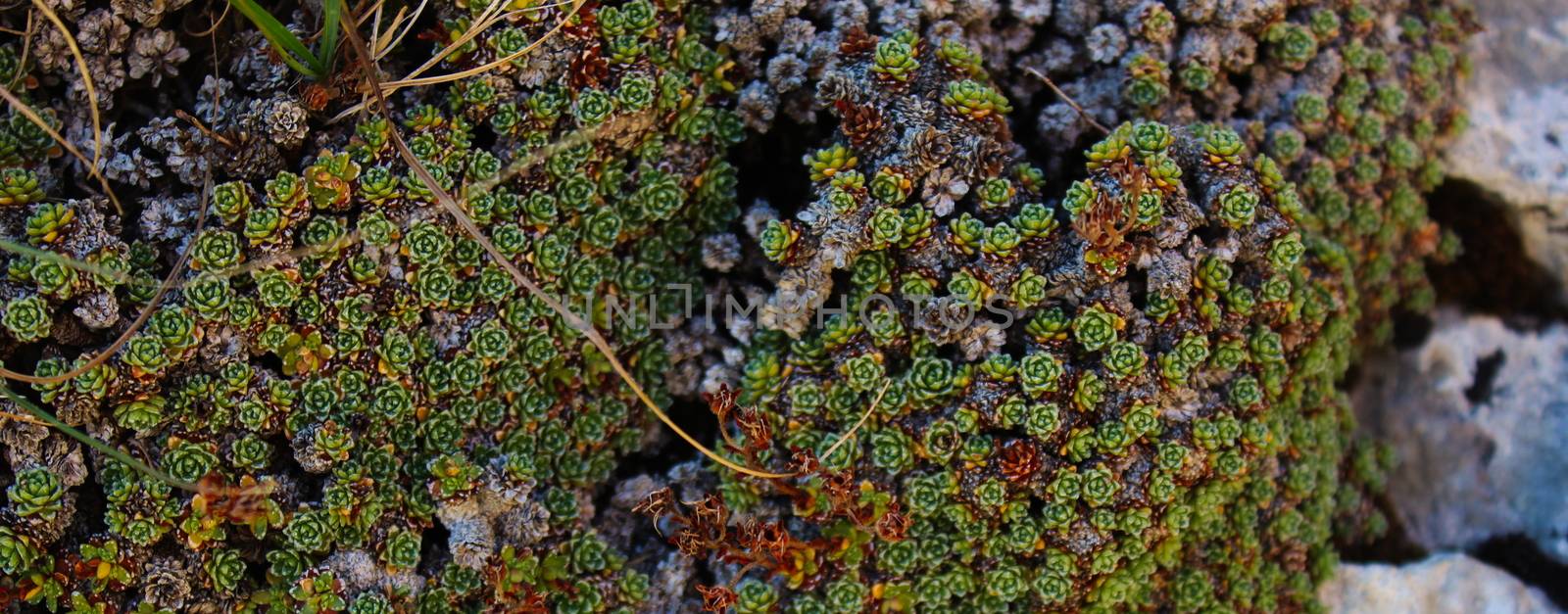 Small wild Sempervivum growing on stone in large numbers. Bjelasnica Mountain, Bosnia and Herzegovina.