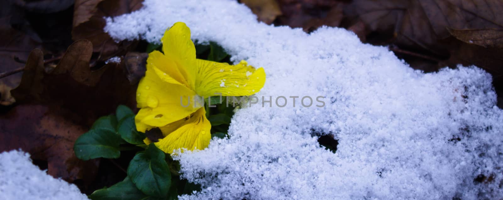 Close up of flowers under the snow by mahirrov