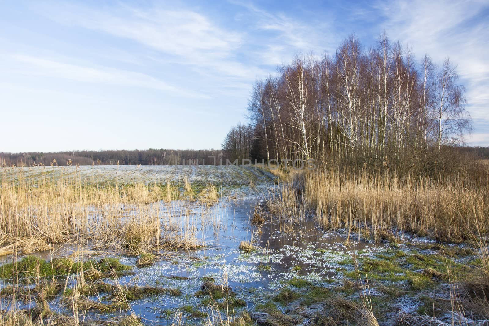 Frozen water in front of a green field, birch trees on the horizon, winter view