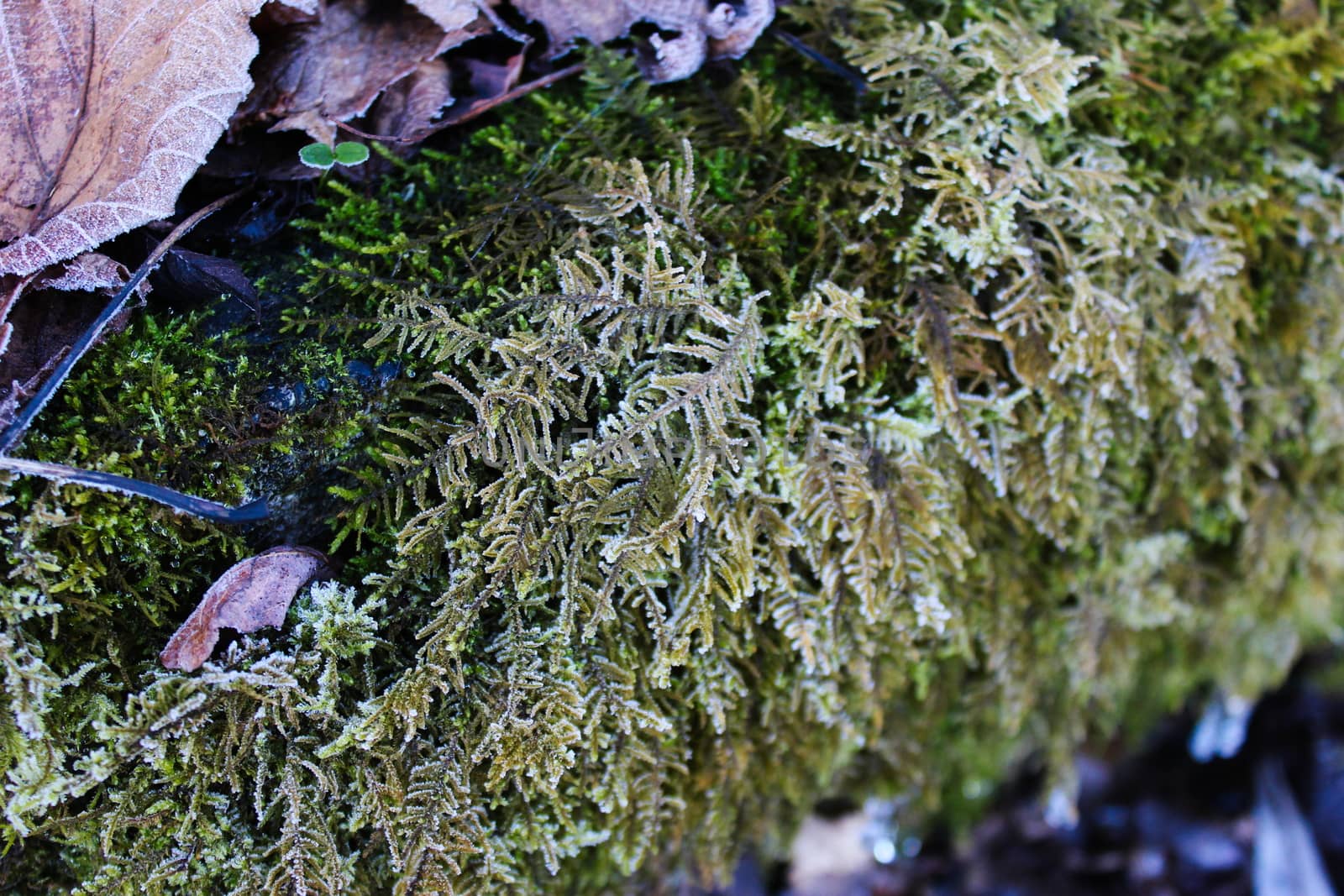 Frost on dry leaves and green moss. Frost on the moss. Winter. Zavidovici, Bosnia and Herzegovina.