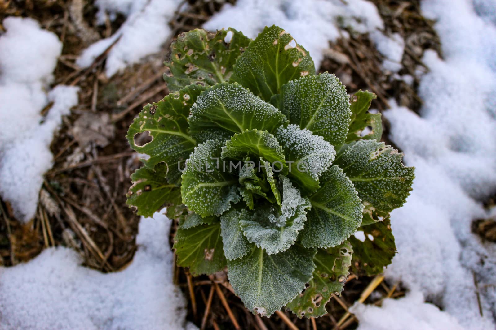 Frost on the cabbage plant. Snow around the cabbage. Winter. Zavidovici, Bosnia and Herzegovina.